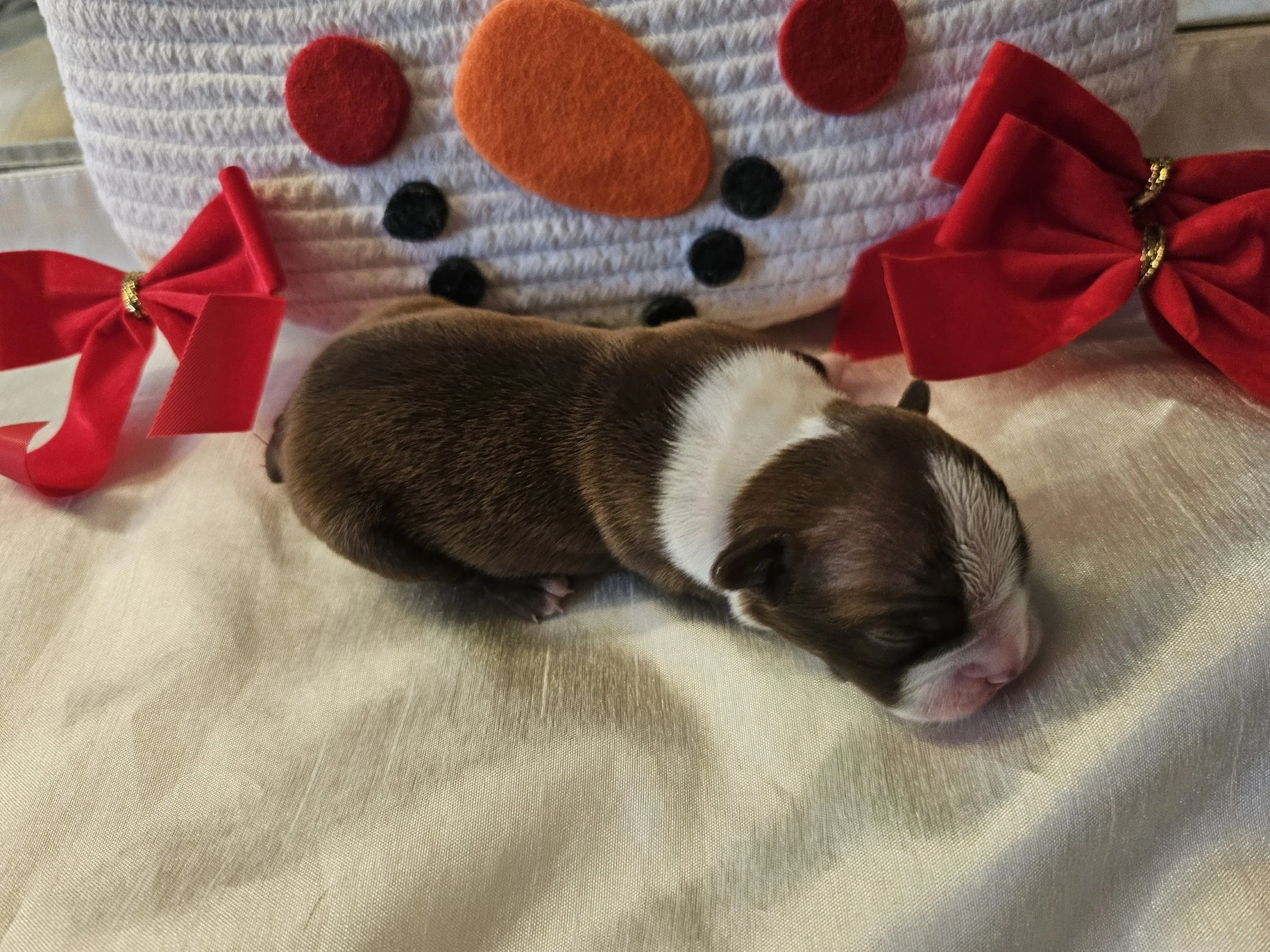 Brown and white newborn Boston Terrier puppy lying on its side in front of a snowman basket with red felt cheeks.