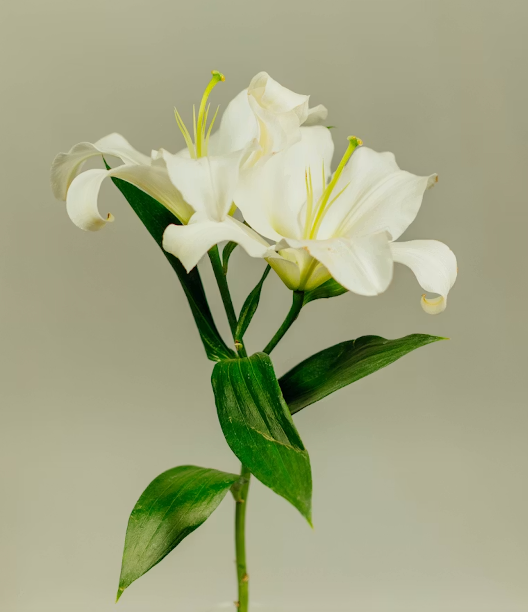 A close-up of a white lily flower with green leaves against a plain background.