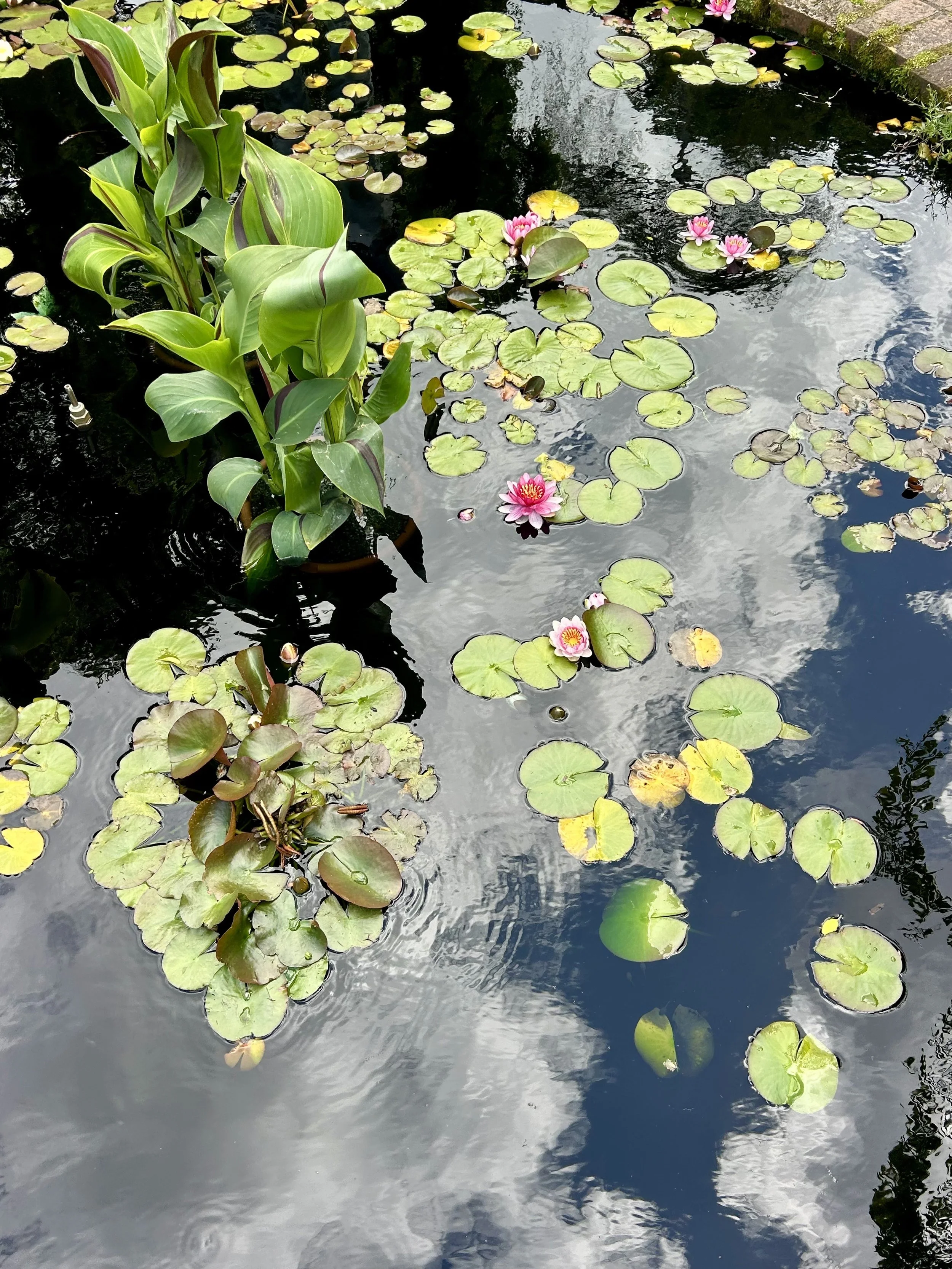 Water lily pond with floating green lily pads and pink water lilies, reflections of clouds and trees on the water's surface, and a cobblestone edge on the right.