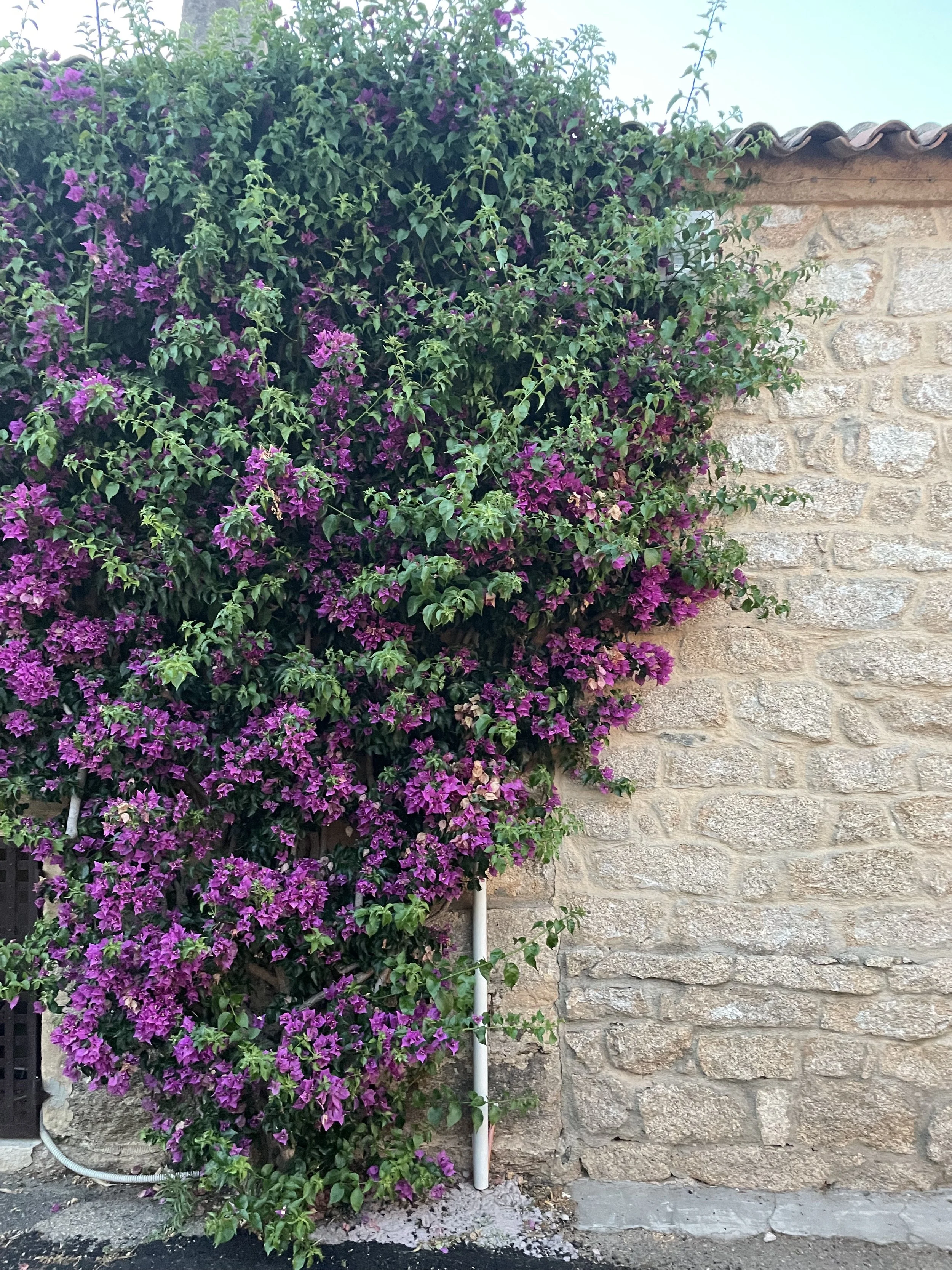 mediterranean sardenia flowers.jpg
