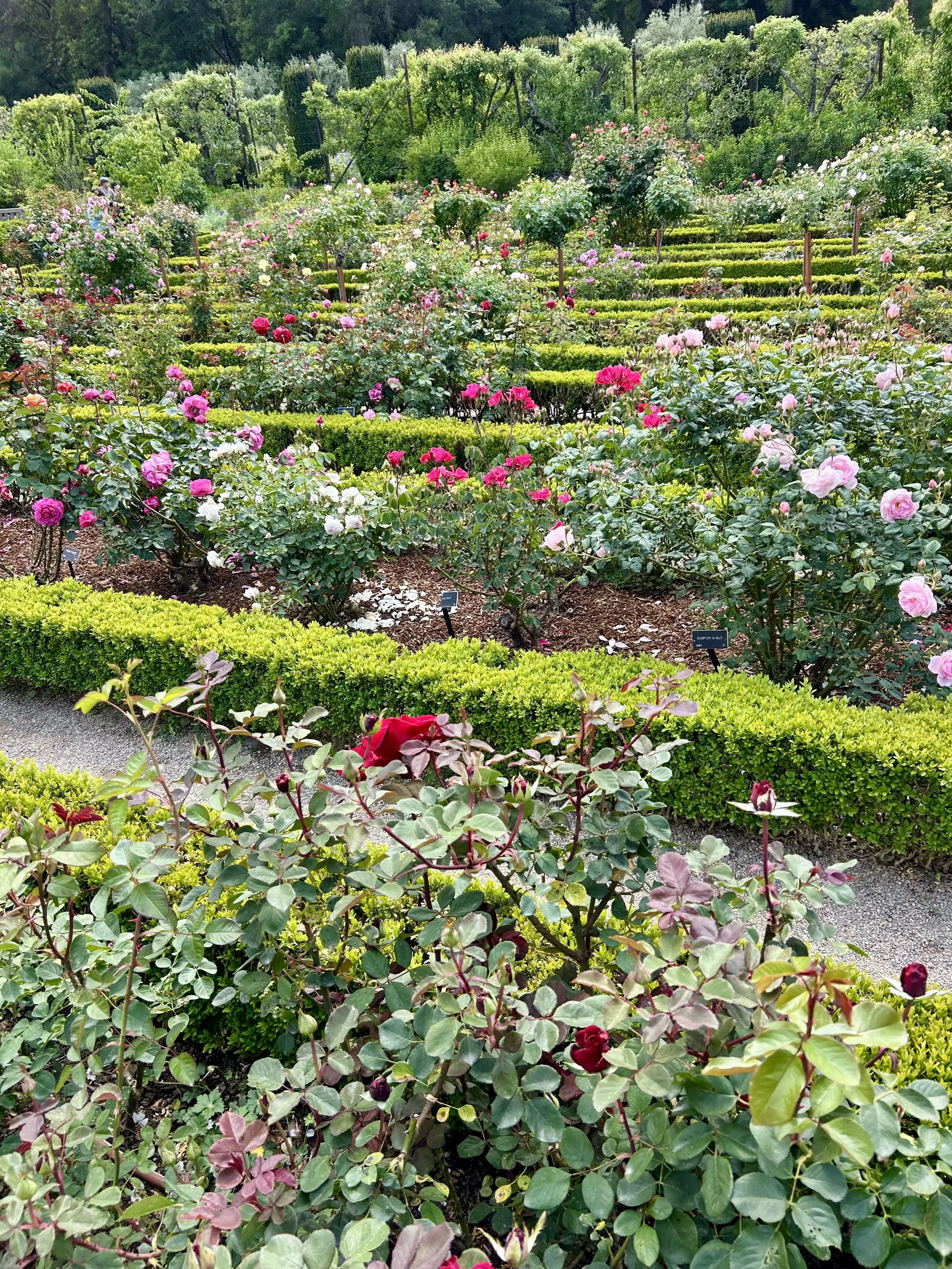 A vibrant garden with various colorful blooming roses, neatly arranged in rows separated by trimmed hedges, with greenery and trees in the background.