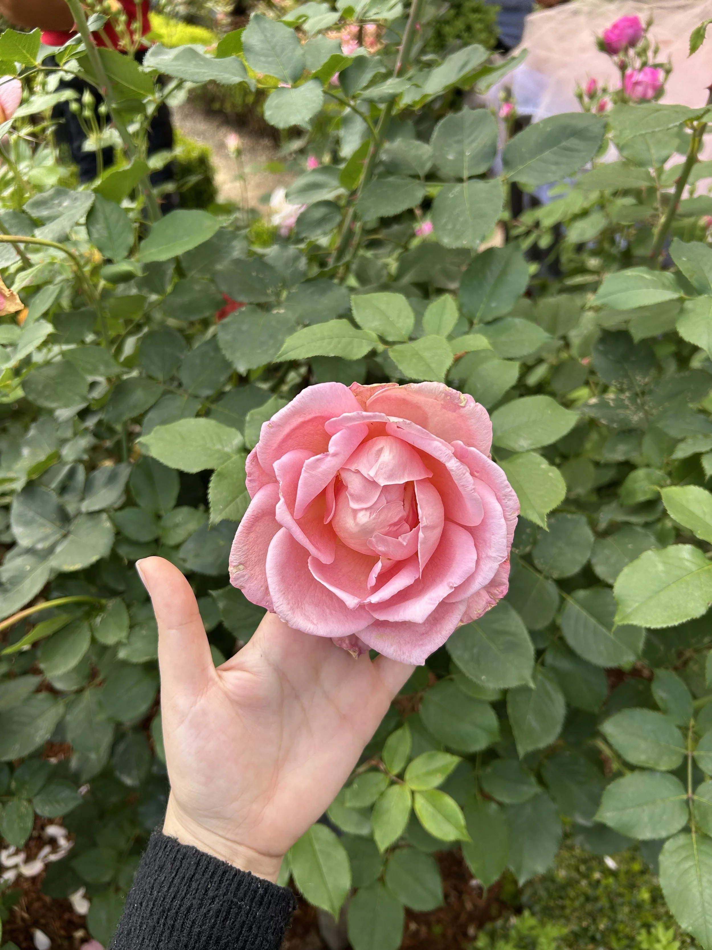 A hand with pale skin holding a pink rose with multiple petals in front of green foliage and other pink roses in the background.