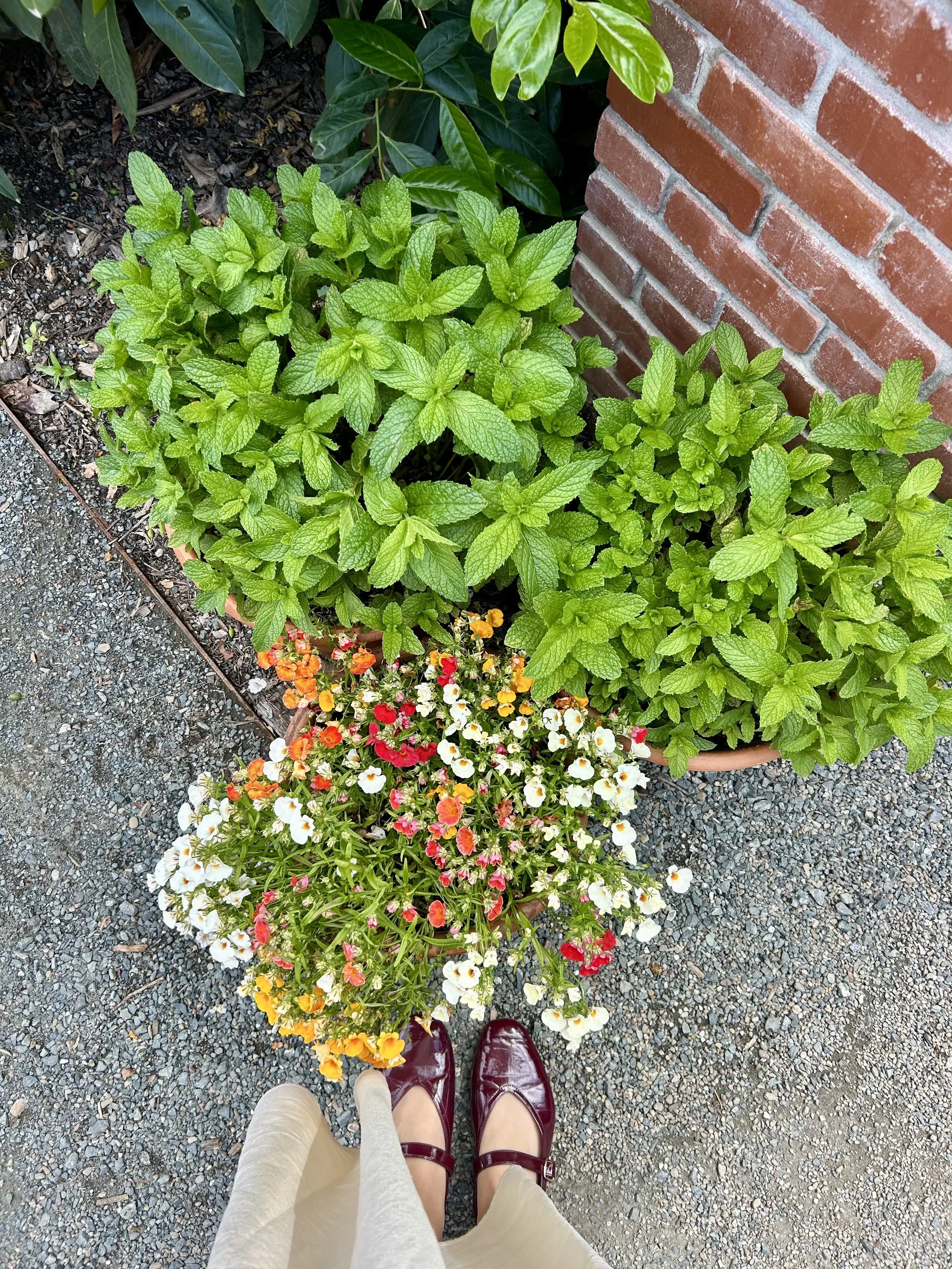 Two people stand on gravel next to potted plants with green leaves, one contains colorful flowers, and part of a person's legs and shoes are visible.