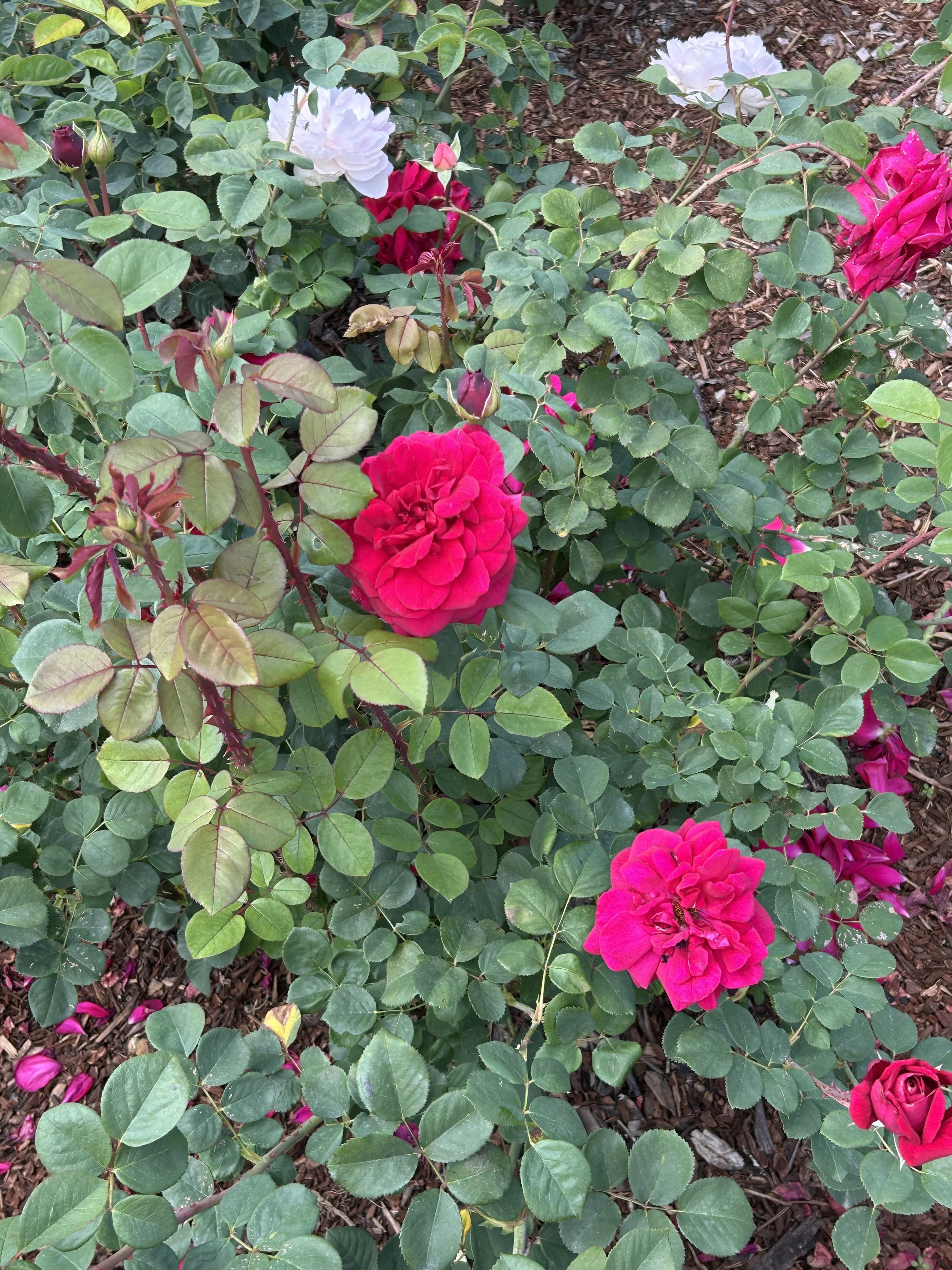 Colorful pink, red, and white roses with green leaves and mulch ground covering.