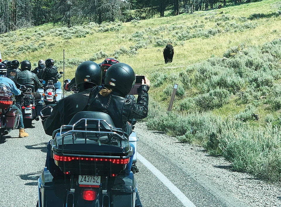 Meeting the big, hairy locals.