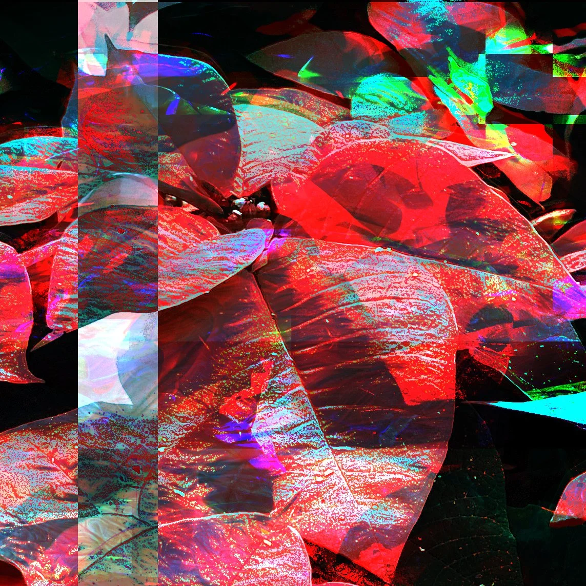 POINSETTIA by Thomas Diego Pollack