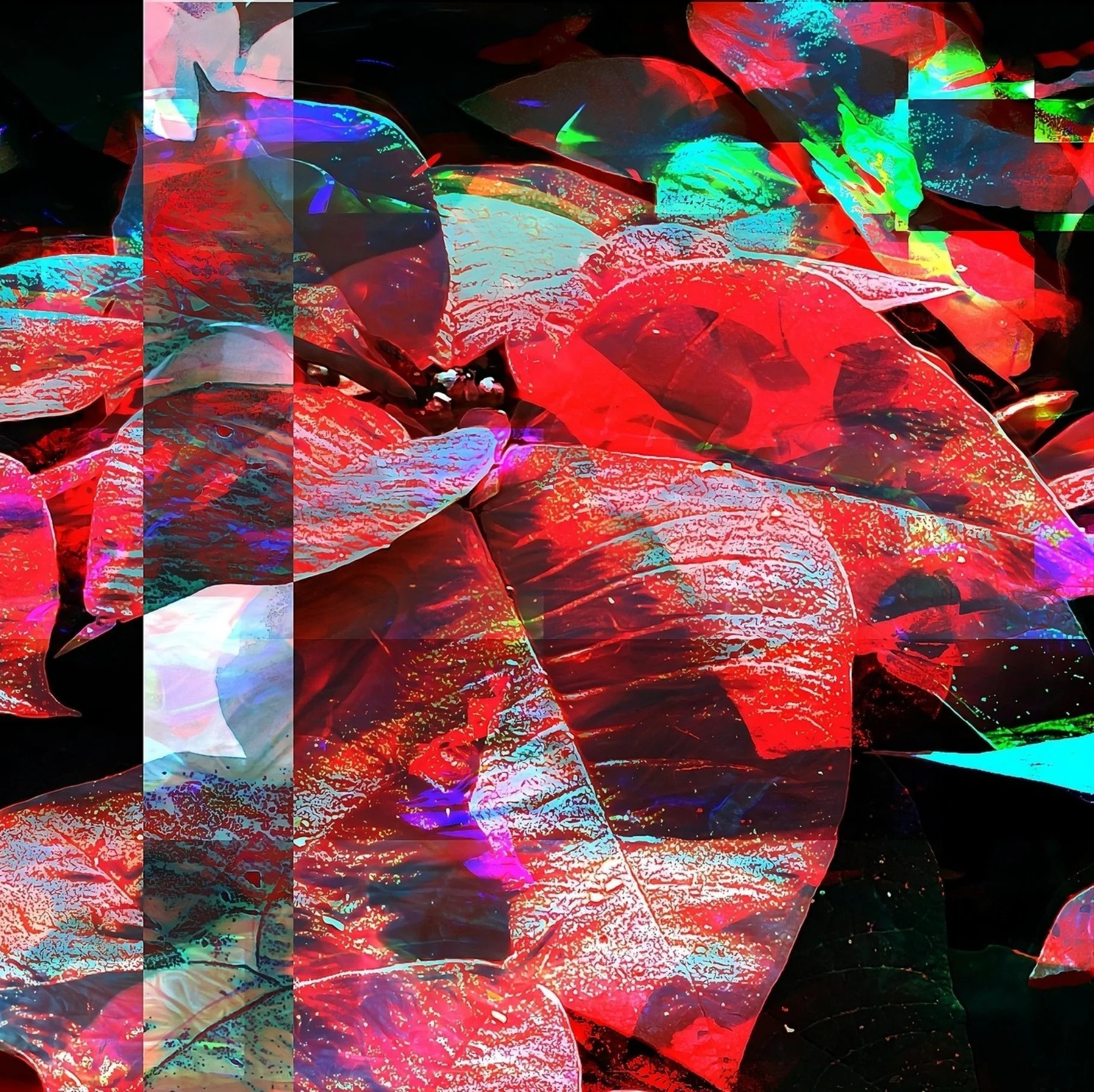 POINSETTIA