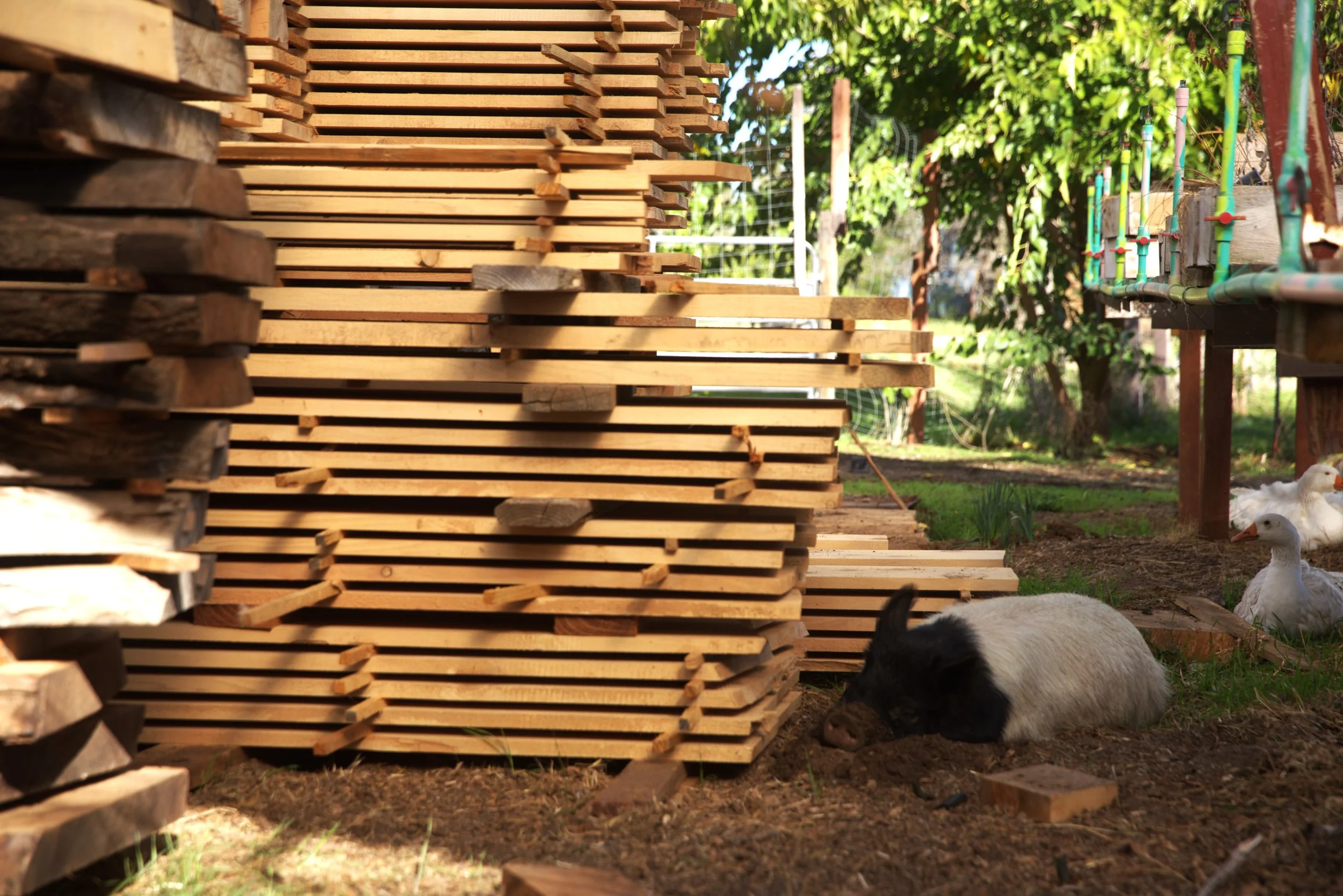 A piglet resting on the ground near a stack of wooden planks with ducks in the background on a farm.
