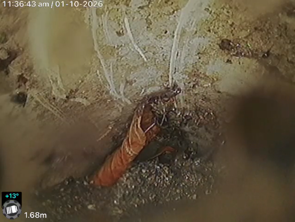 Underwater scene showing a shrimp or prawn on the seafloor with some plant roots or coral nearby, with a timestamp of 11:36:43 AM on January 10, 2026.