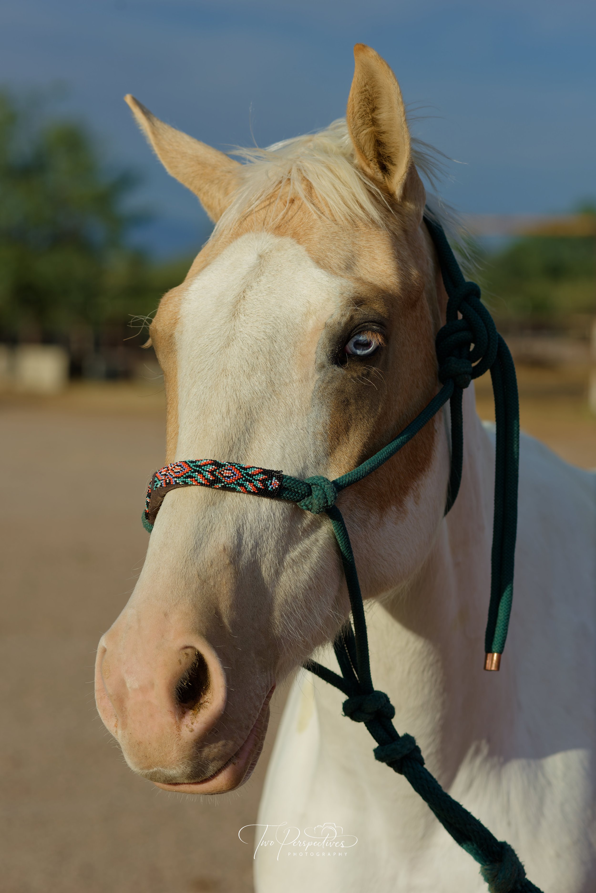Albino Horse Portrait.jpg
