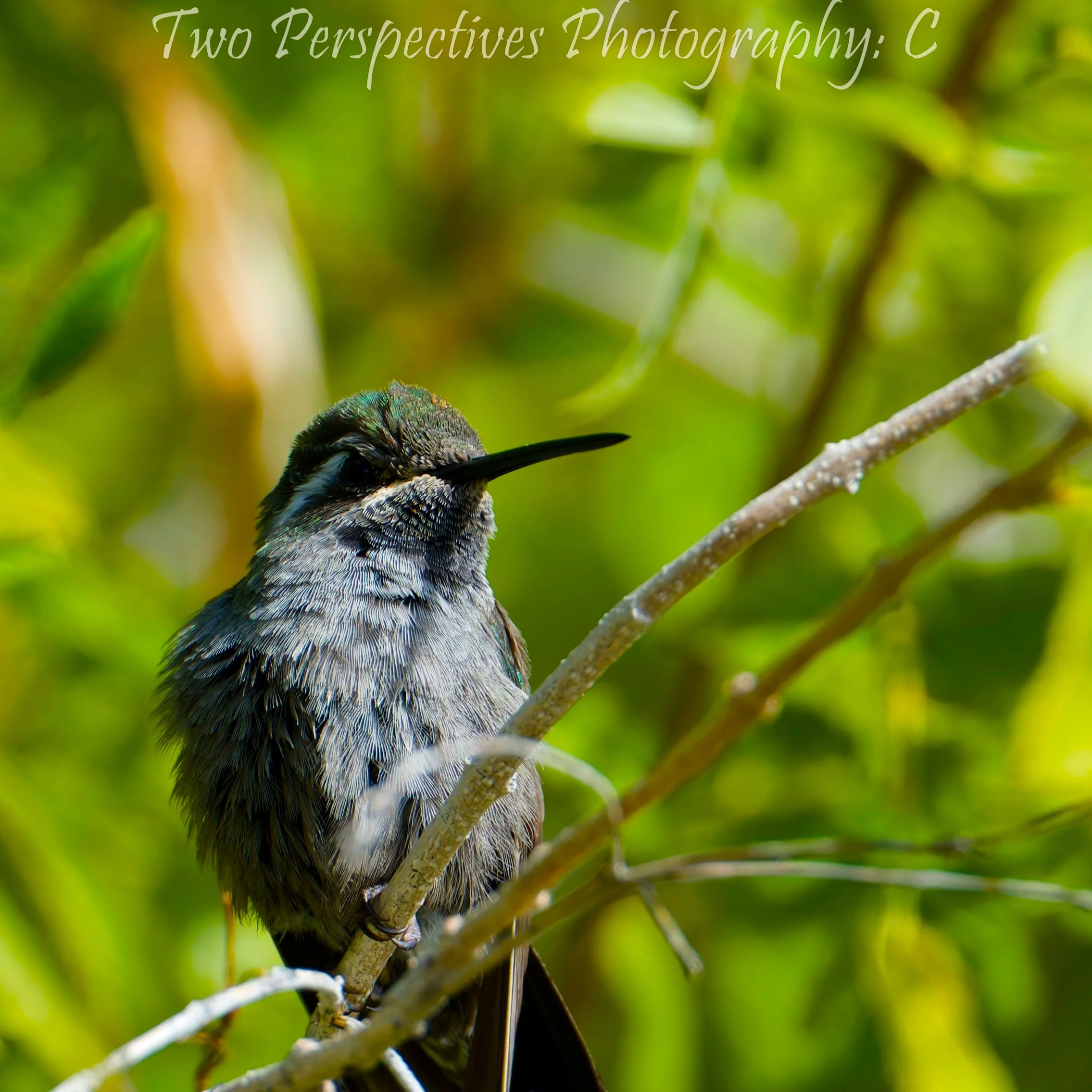 Blue Throated Mountain Gem Hummingbird