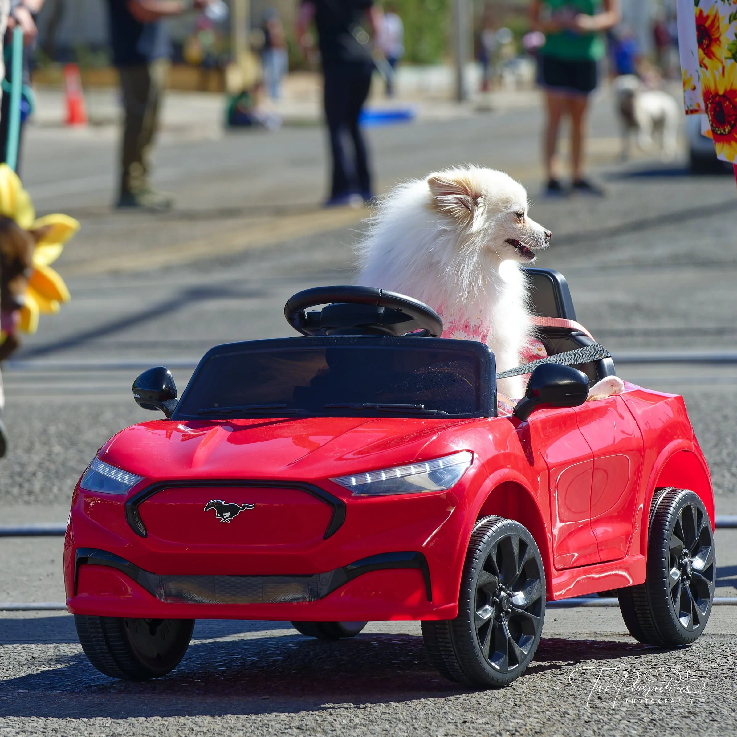 Pima Pet Parade &amp; Friends of PACC Festival