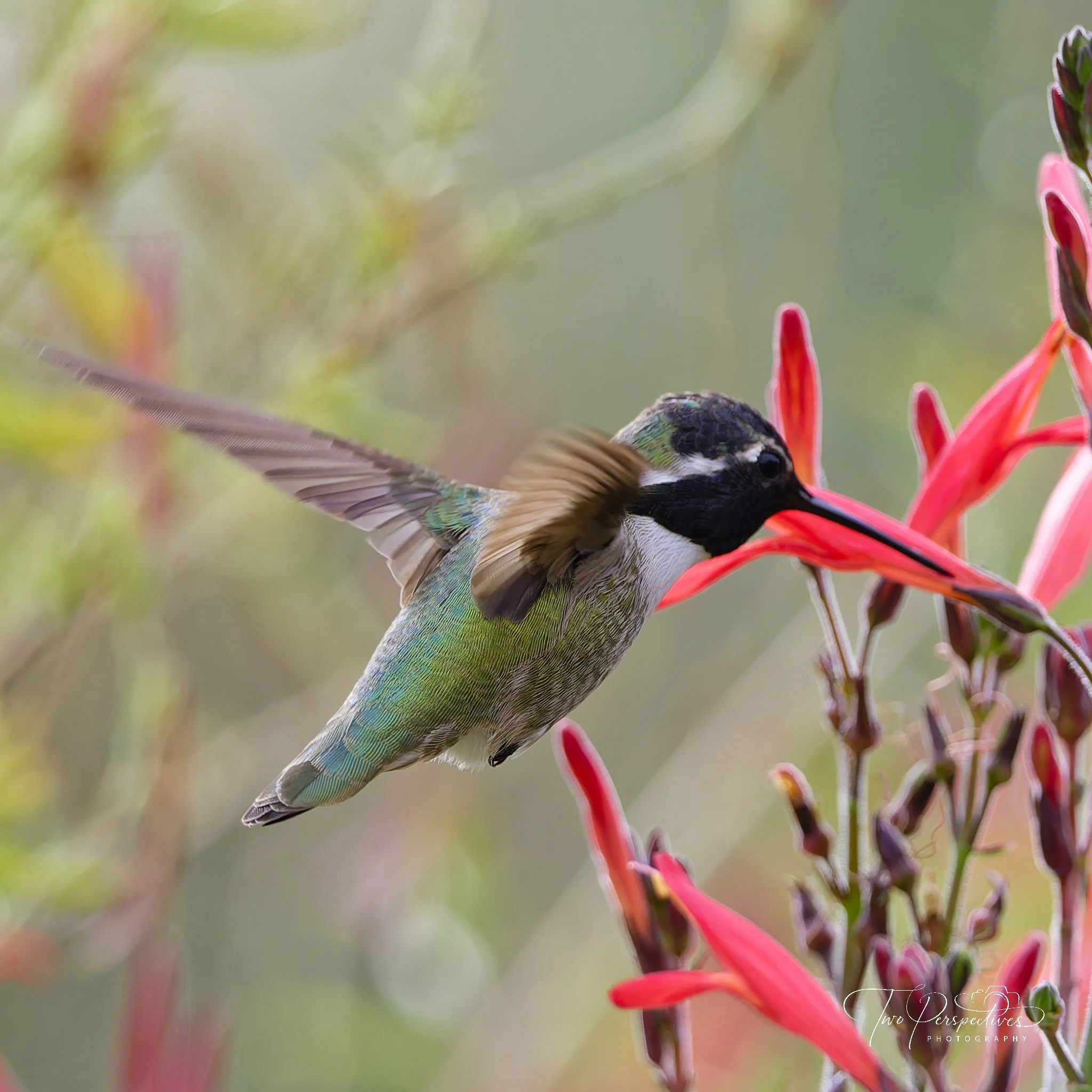 Hummingbirds, Kingfishers, and Puffins! Ohh My!!