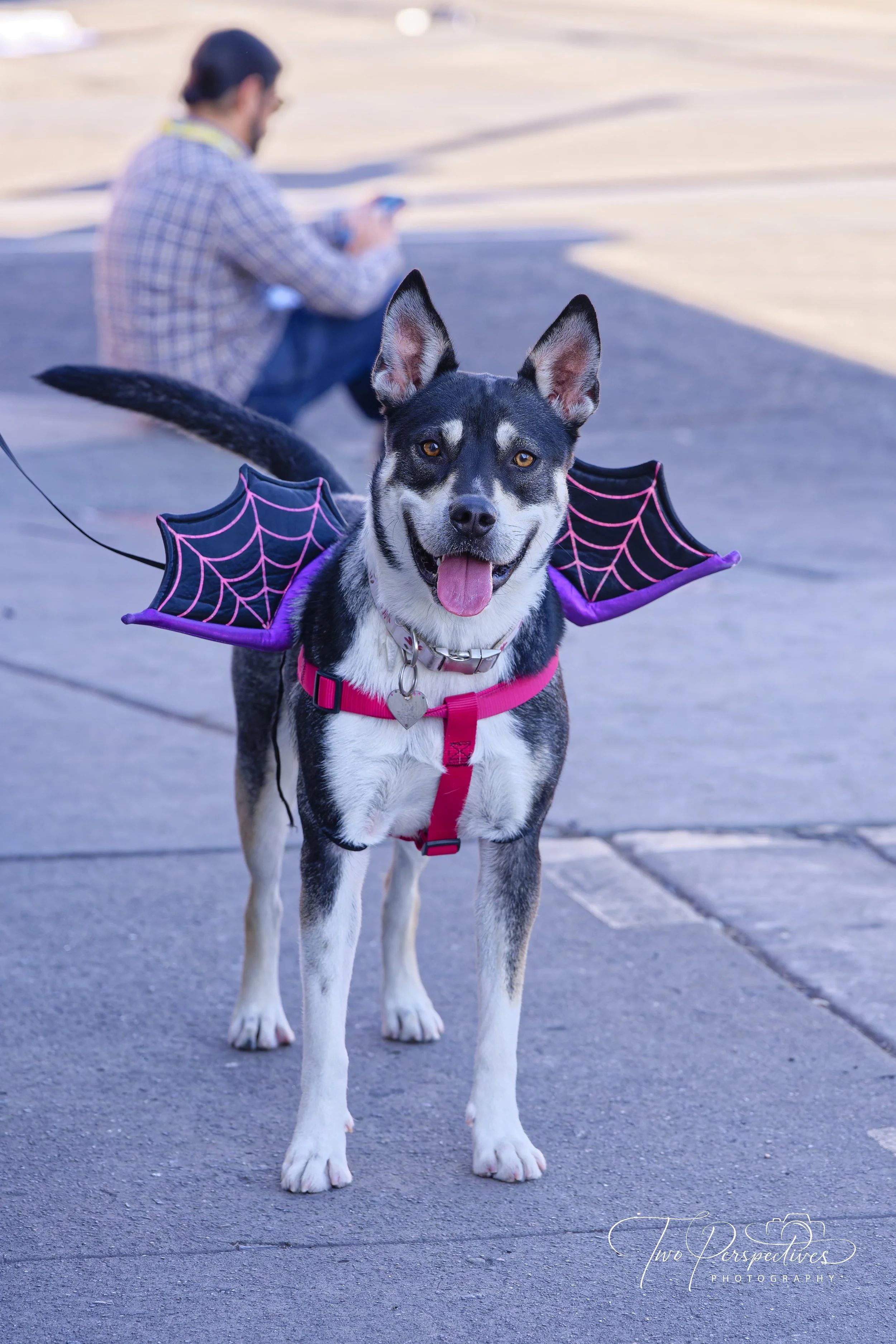 Pets of Pima Parade & PACC Festival 2026 Batdog