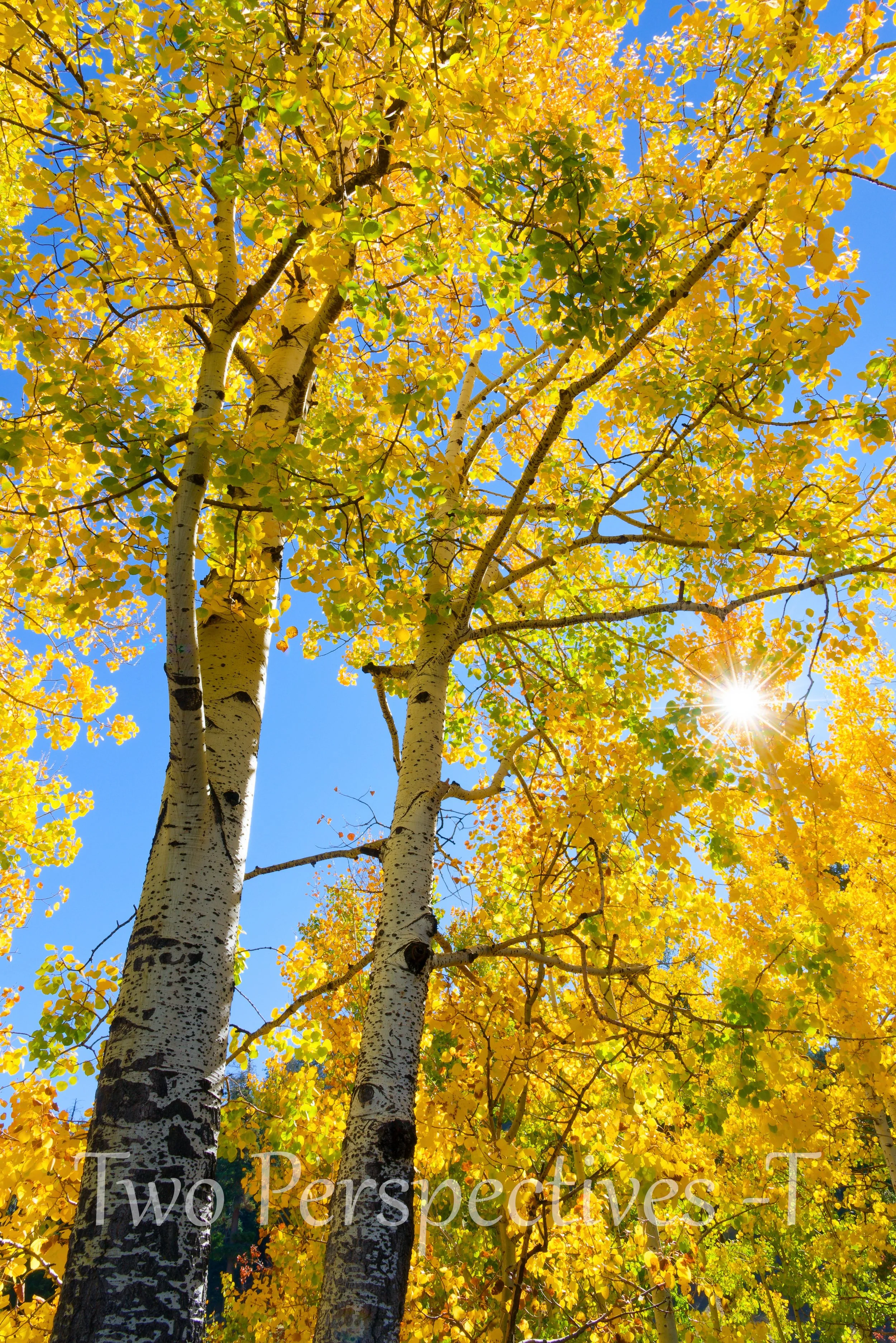 _DSC6771_DxO- T E_DxO_DxO.jpg