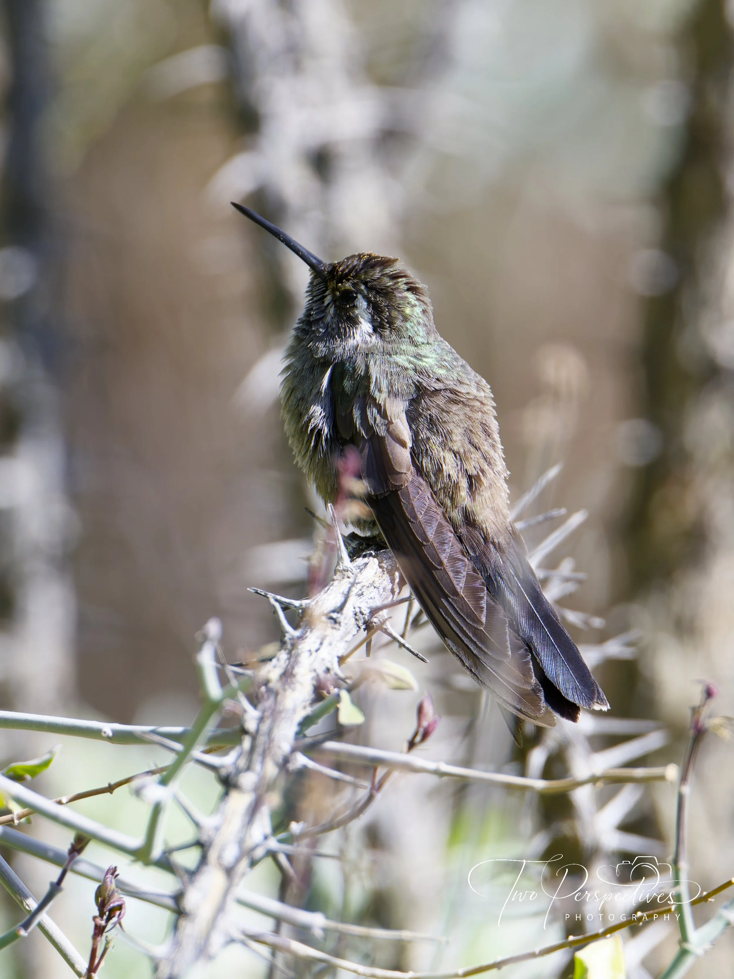 Blue-throated Mountain-gem Hummingbird