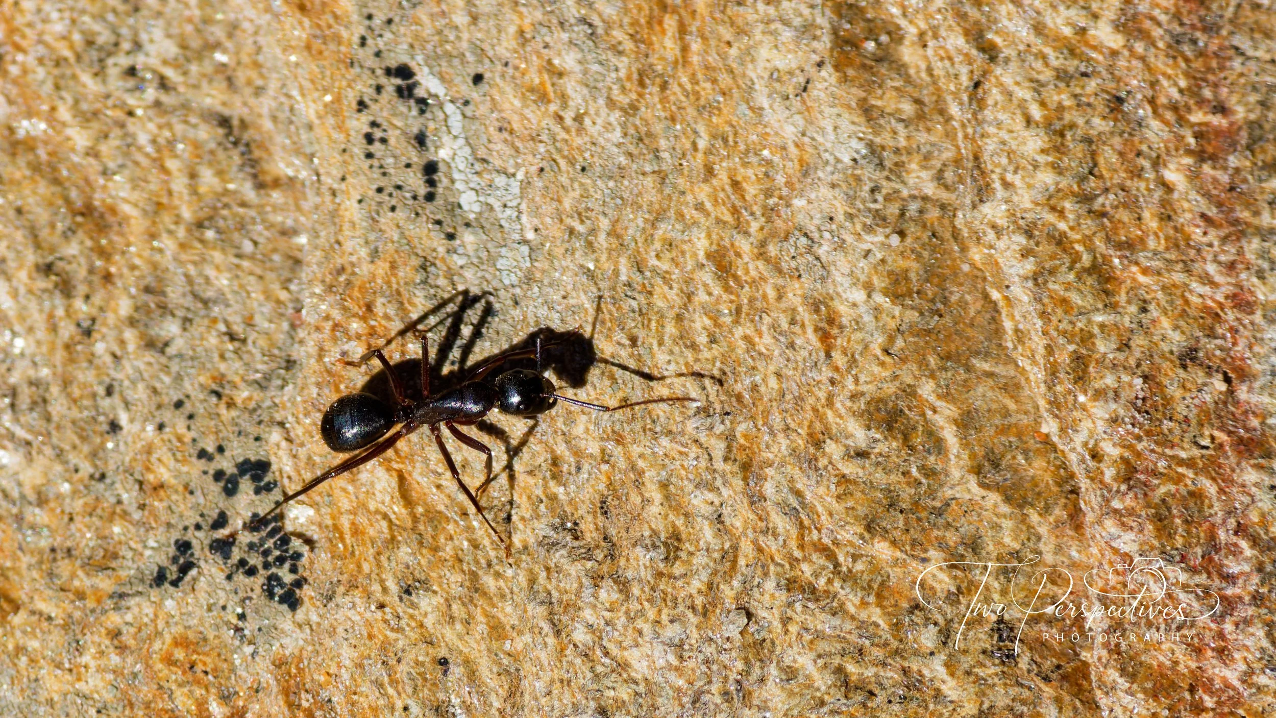 Mt Lemmon Ant