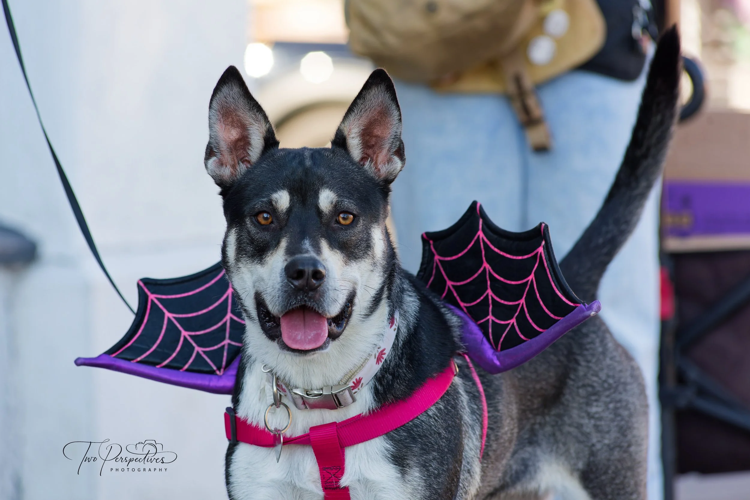 Batdog Pima Pet Parade & Friends of PACC Festival