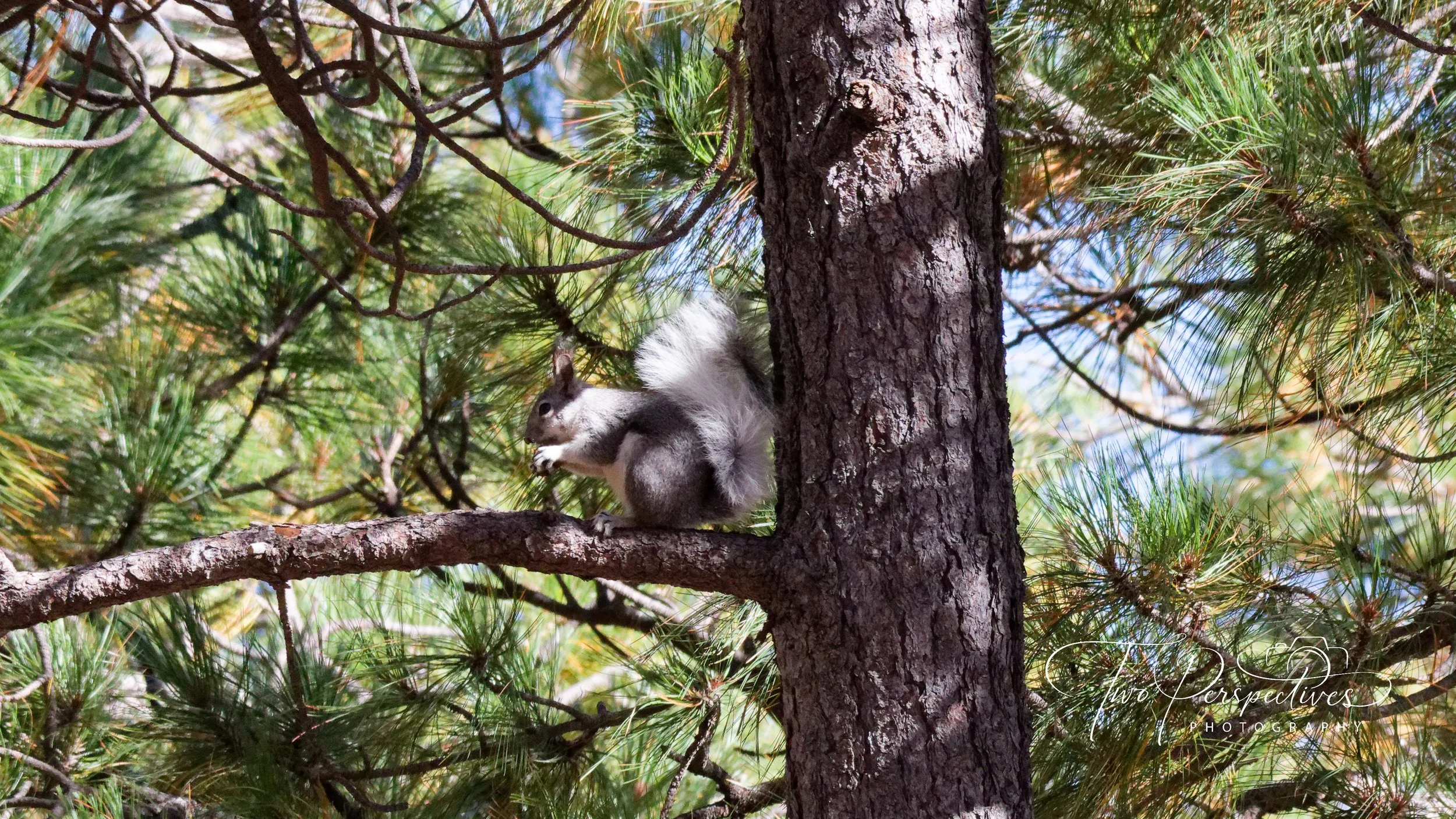 Mt Lemmon Squirrel