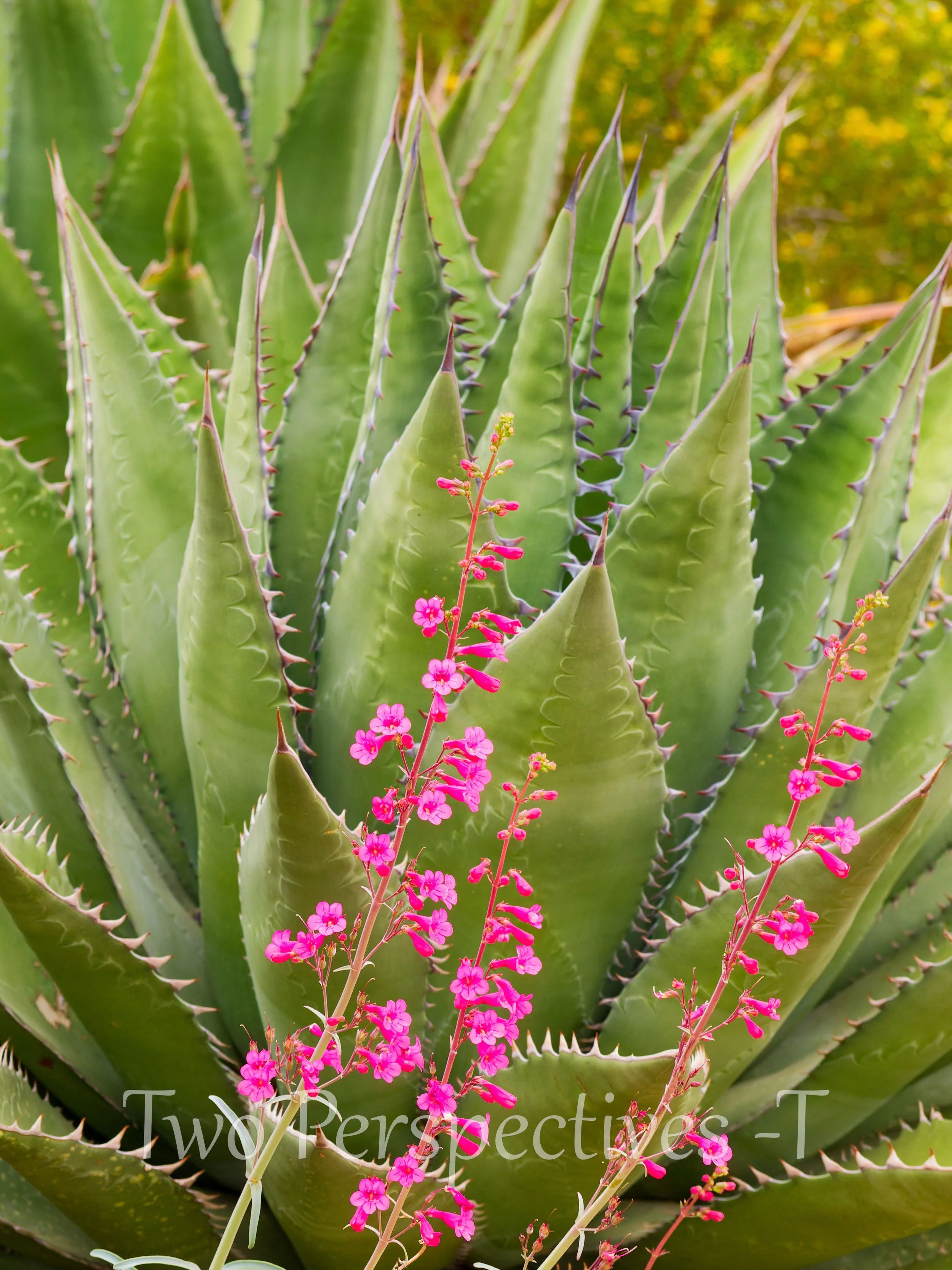 P2253995_DxO T E_DxO.jpg