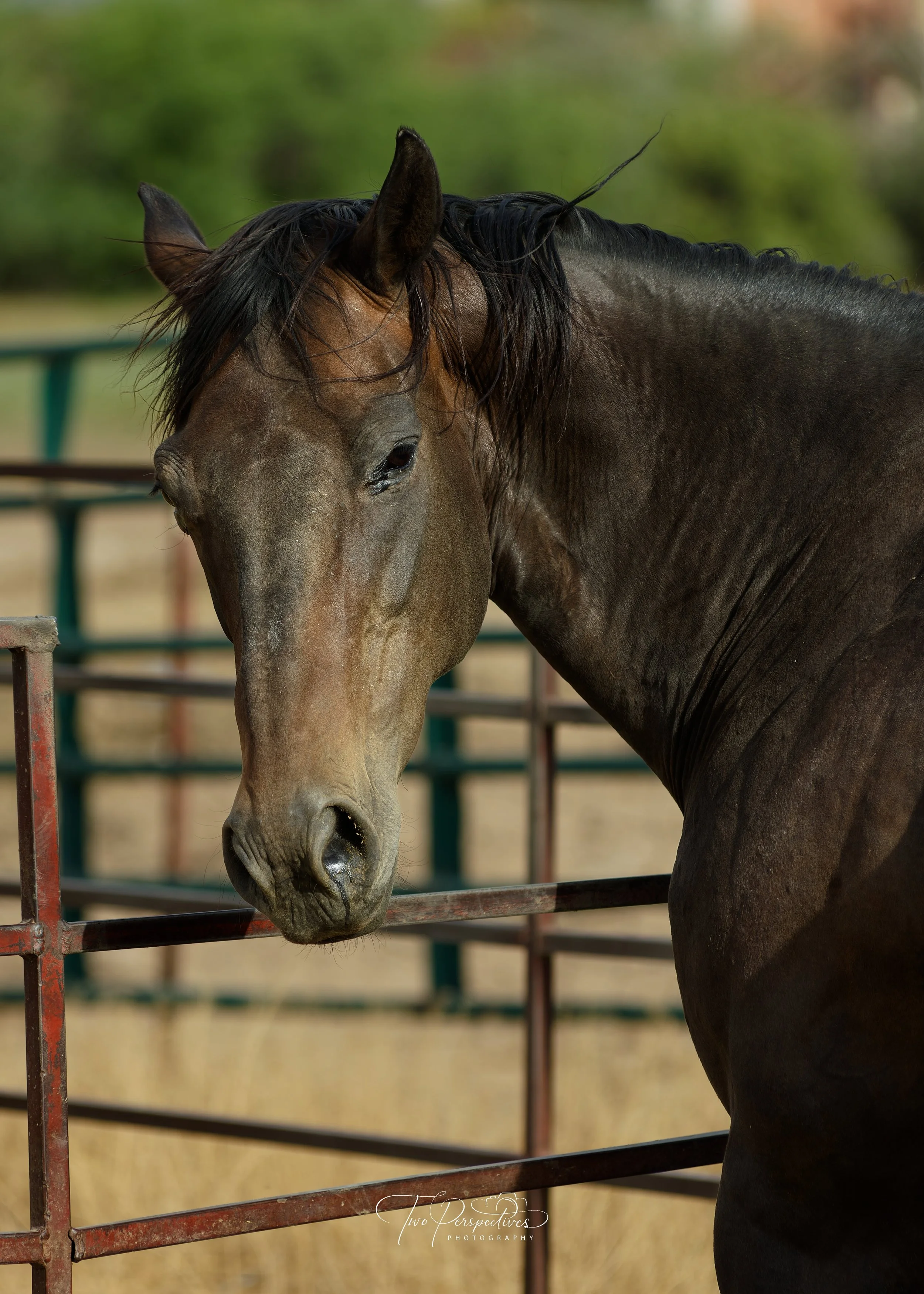 Horse Portrait.jpg