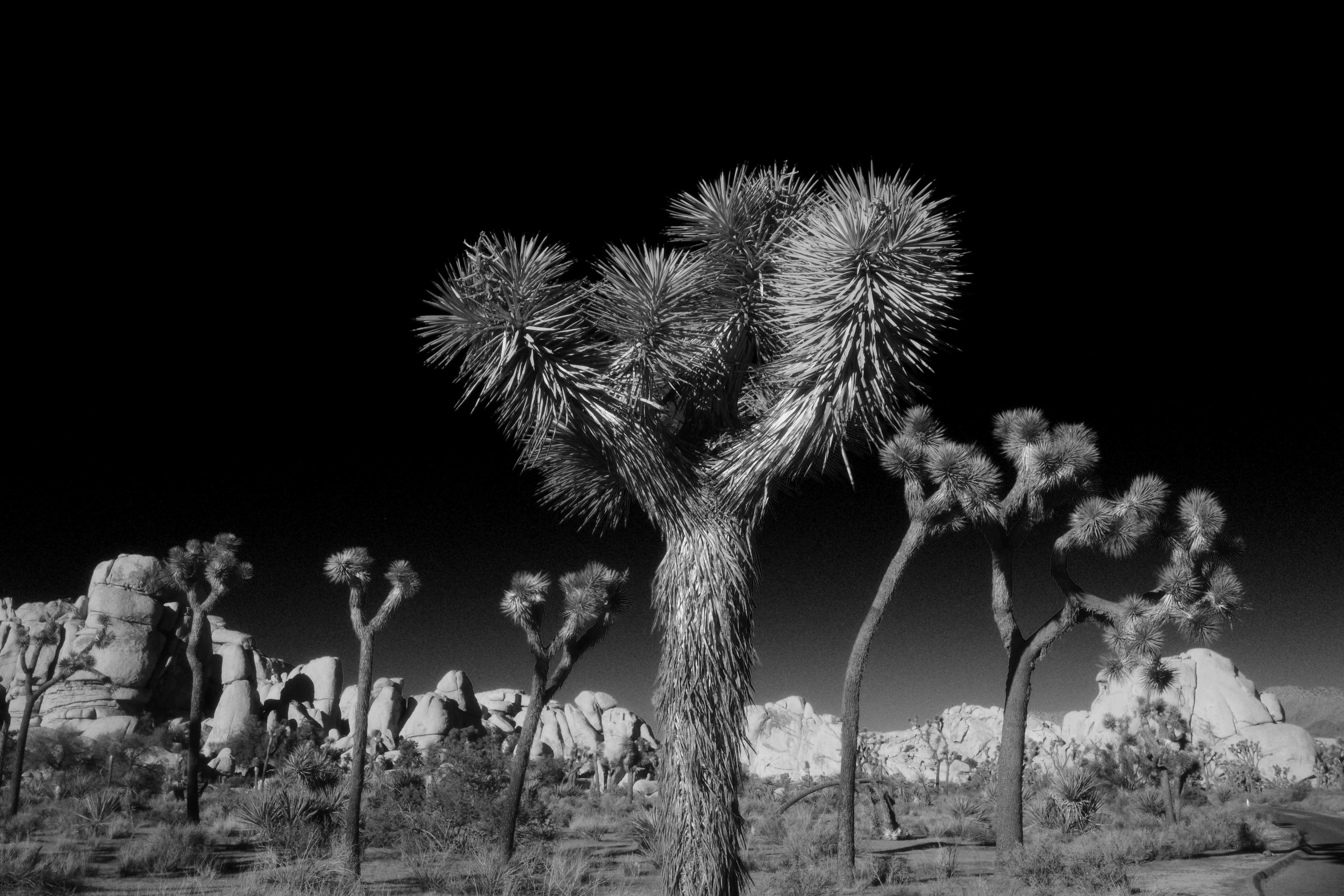 The Joshua Trees