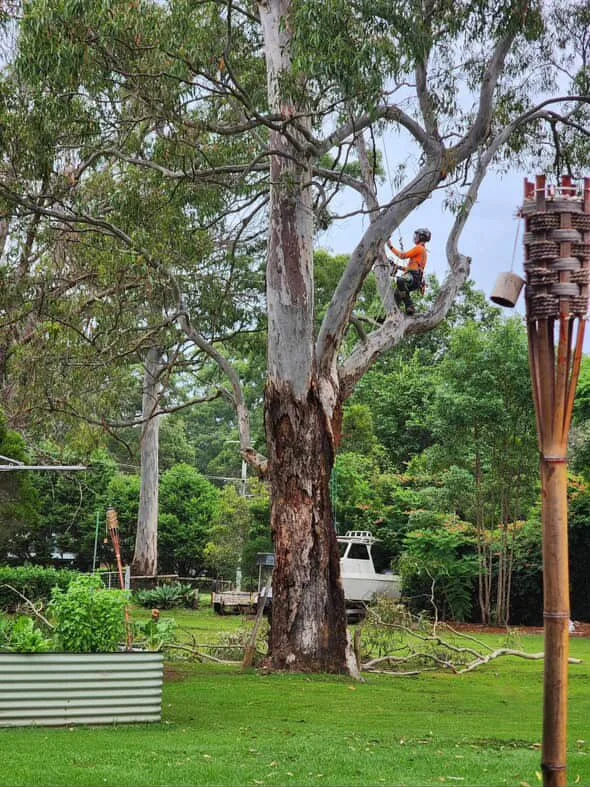 Tree trimming worker in orange shirt and safety gear trimming branches of a large tree in a backyard.