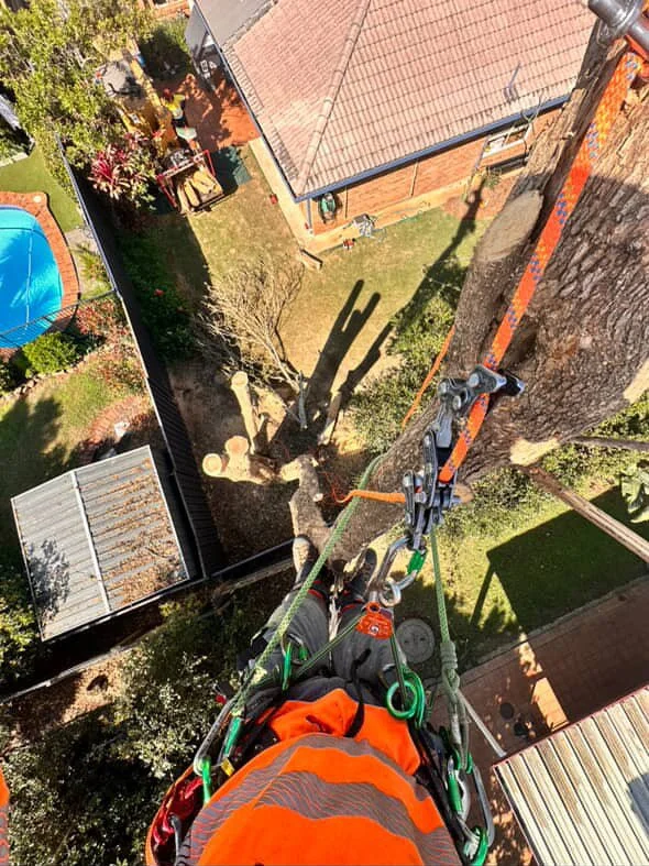 Worker in safety gear climbing a tall tree using ropes, with a view down to a backyard with a shed, trampoline, and trees.