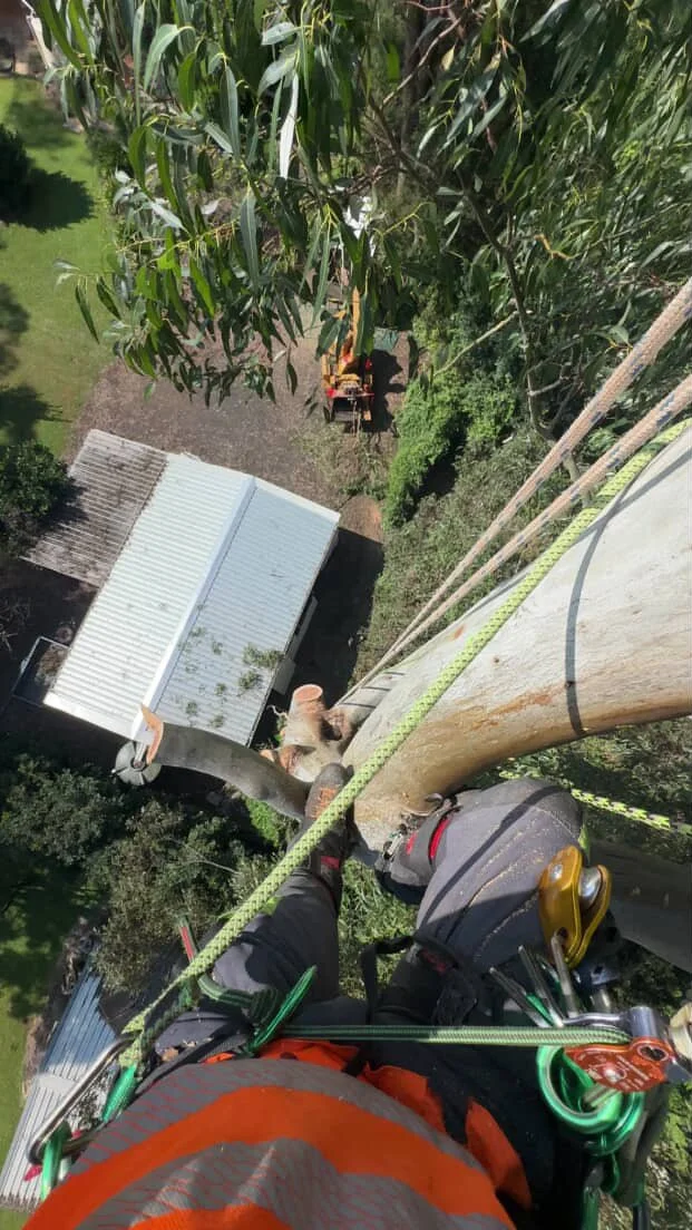 Climber ascending a tall tree with climbing gear, looking down at buildings and greenery below.