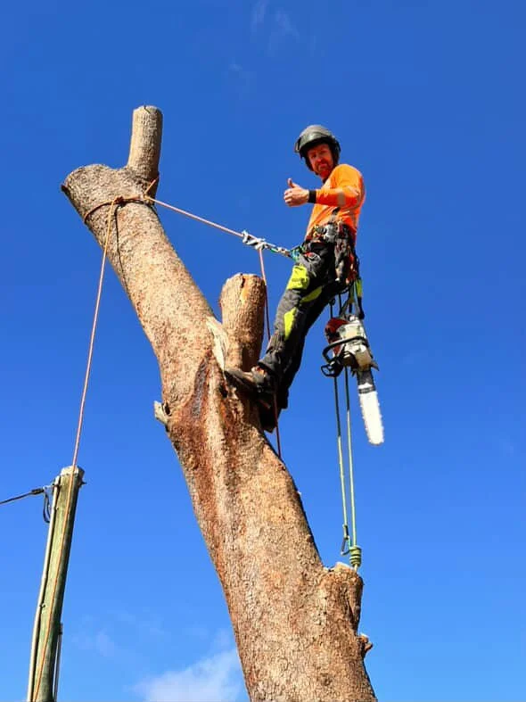 A man in safety gear standing on a tall tree trunk, giving a thumbs up, with a bright blue sky in the background.