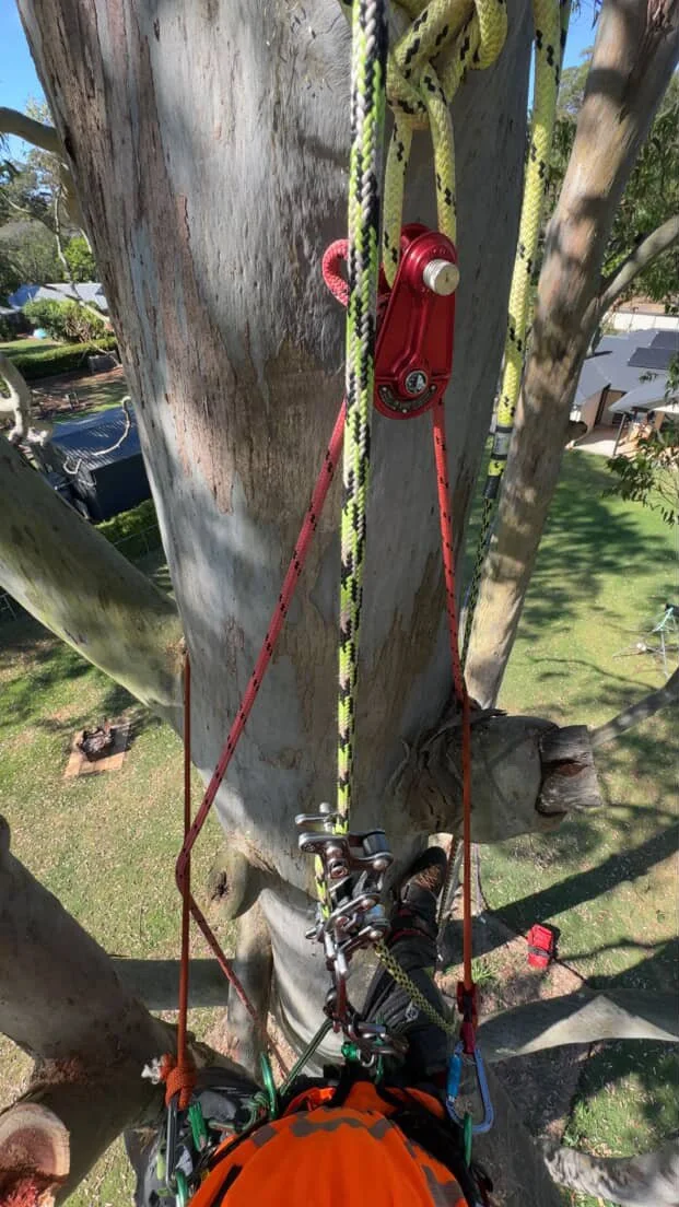 View from a tree climber looking down at their harness and ropes attached to a large tree