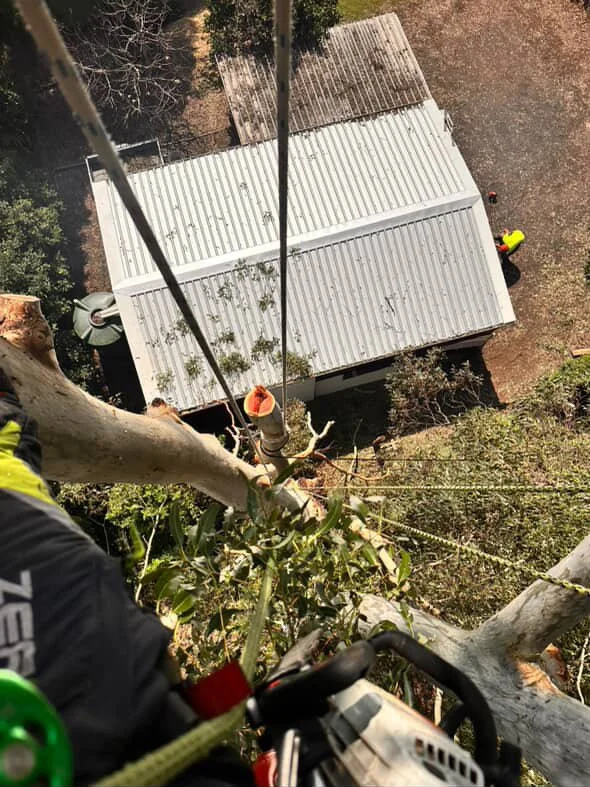 View from a tall tree looking down at a house with a white metal roof, two workers below wearing yellow safety vests, and a person in an orange helmet climbing the tree.