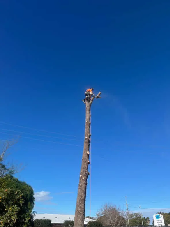 A person in safety gear is climbing or working on a tall, leafless tree against a clear blue sky.