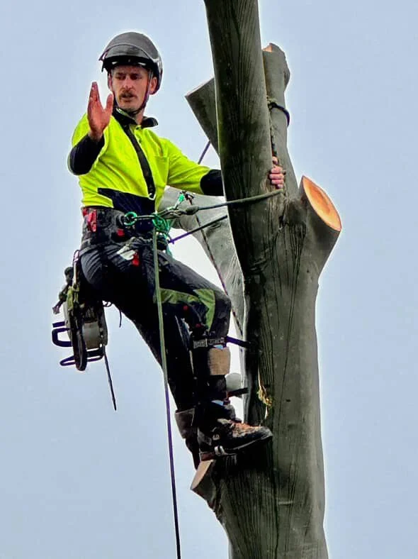 A tree worker in safety gear and a helmet trimming a large tree.