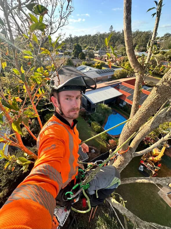 A man in an orange safety shirt and helmet is perched high in a tree, using climbing gear, with a view of residential houses, a pool, and backyard structures below.