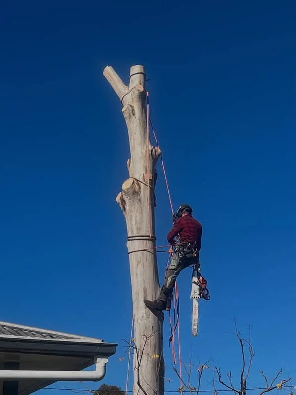 A worker wearing a helmet and safety harness climbing and trimming a tall tree trunk with a chainsaw against a clear blue sky.