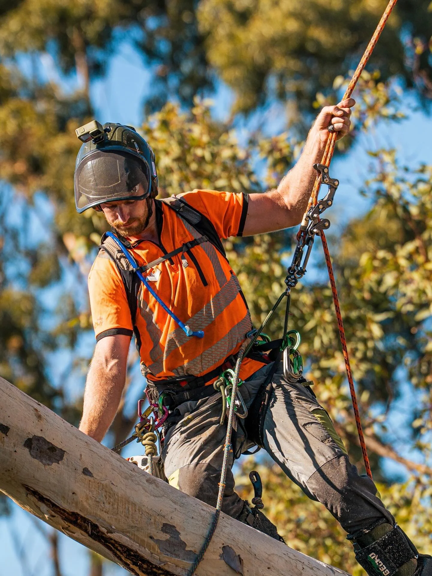 Some action shots for your viewing pleasure #actionshot #dronefootage #gopro #tree #arboristsofinstagram
