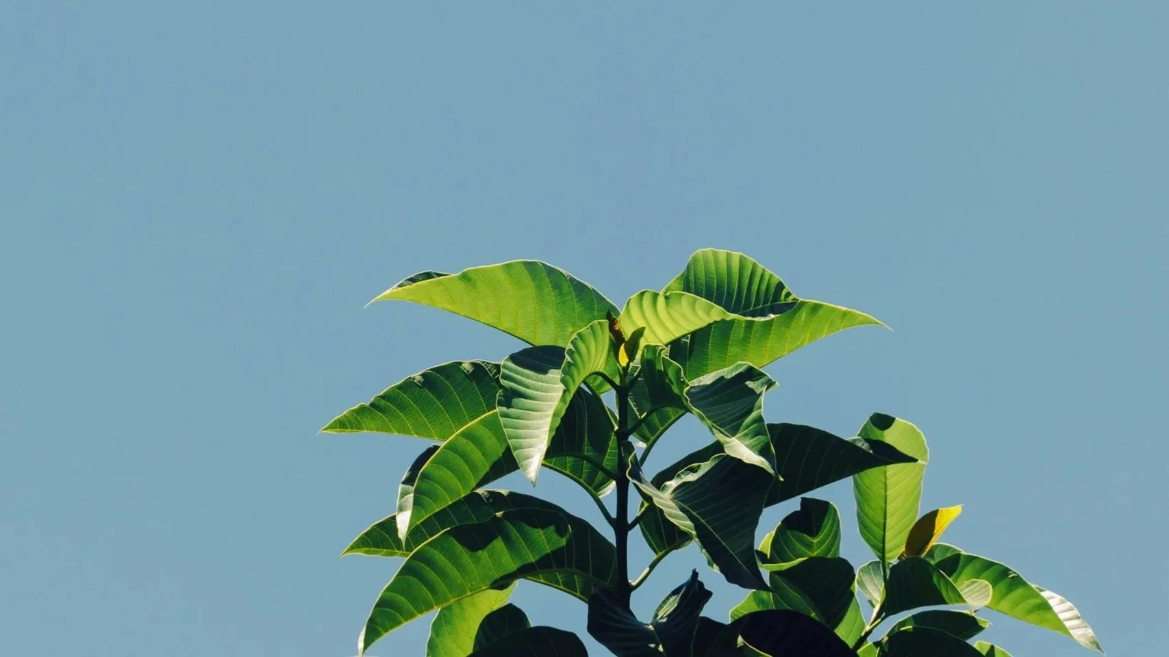 Top of green leaf tree against blue sky