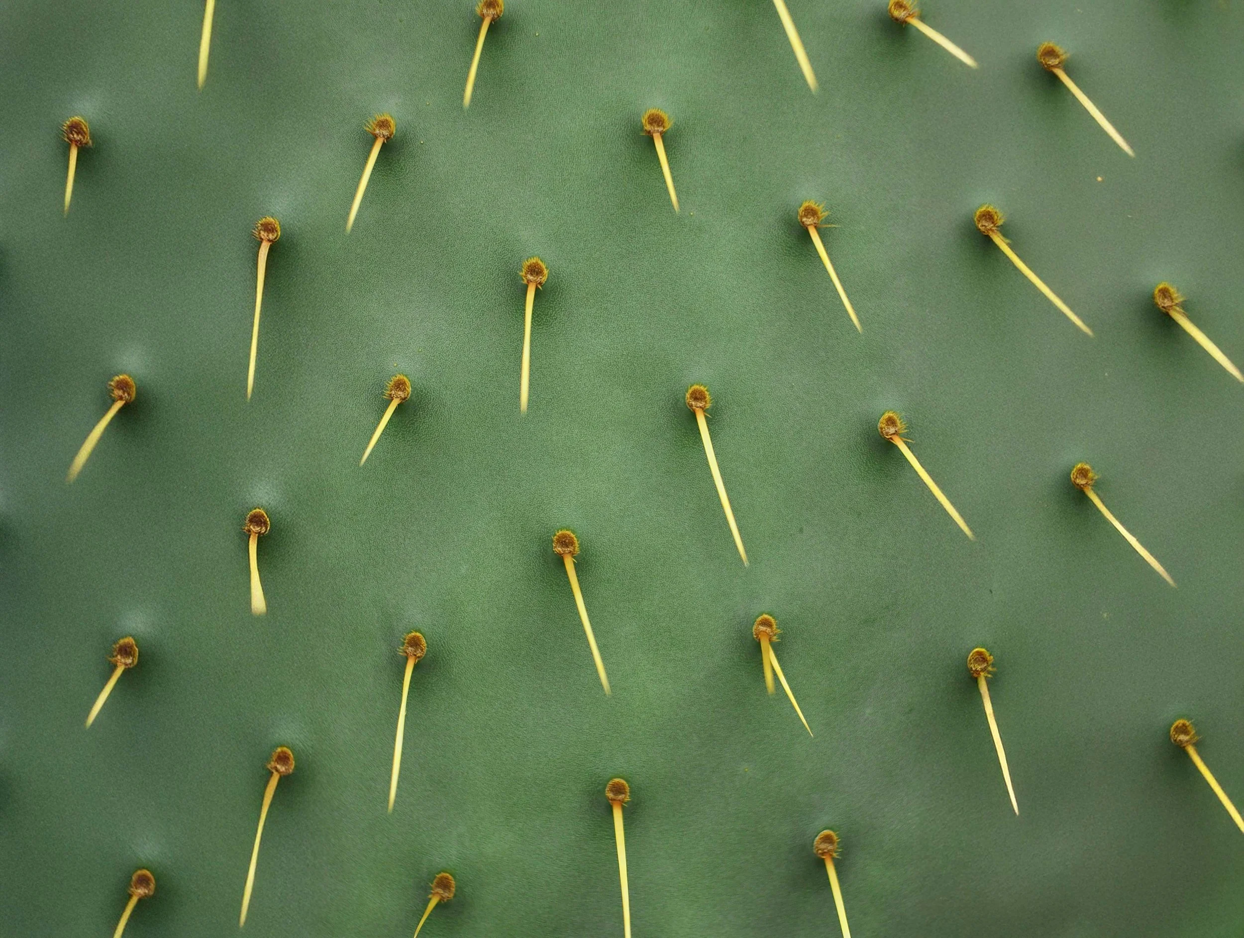 Needles in a green cactus