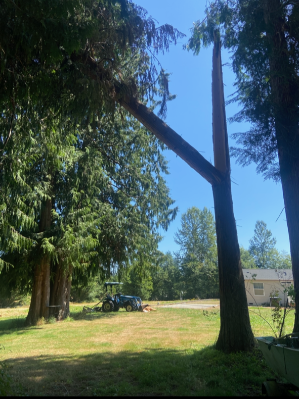 We solve tree problems