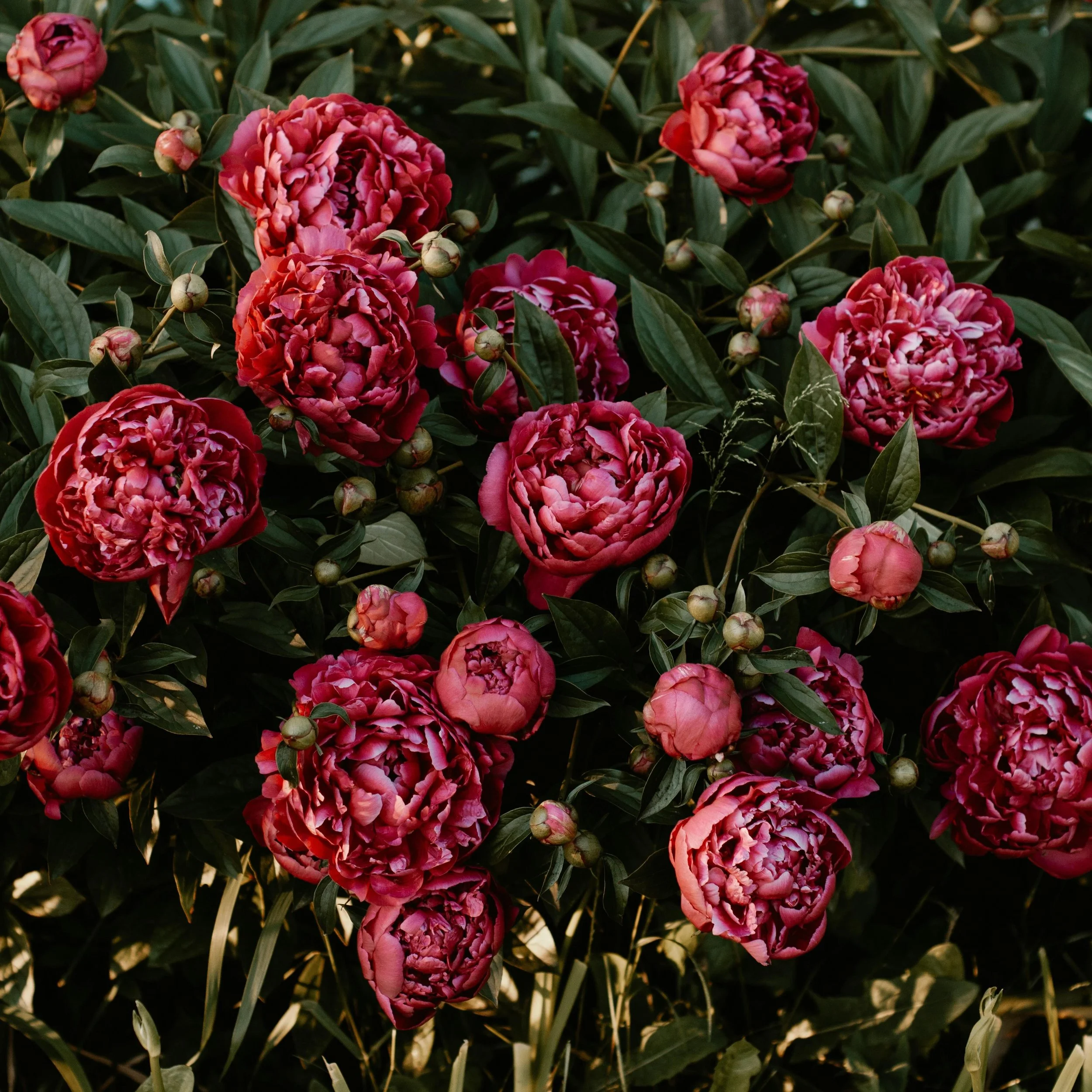 Peonies are often seen as a symbol of things taking time; growth, care, and quiet beauty. They&rsquo;re also linked to abundance and soft strength, the kind that doesn&rsquo;t rush to be seen. The perfect flowers to gift yourself or your mum this wee