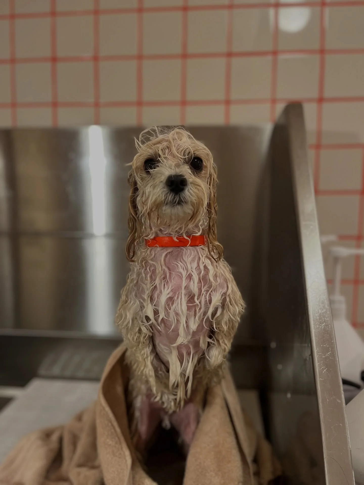 Dog or prairie dog❓Cute either way. ❤️#doggroomer #dog #wichitadogs #wichitasmallbusiness #ictdoggrooming