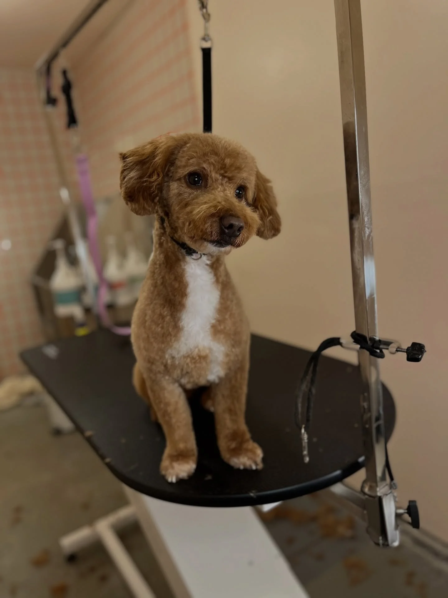Gimli ❤️
#doggroom #groomingsalon #doodle #goldendoodle #wichita