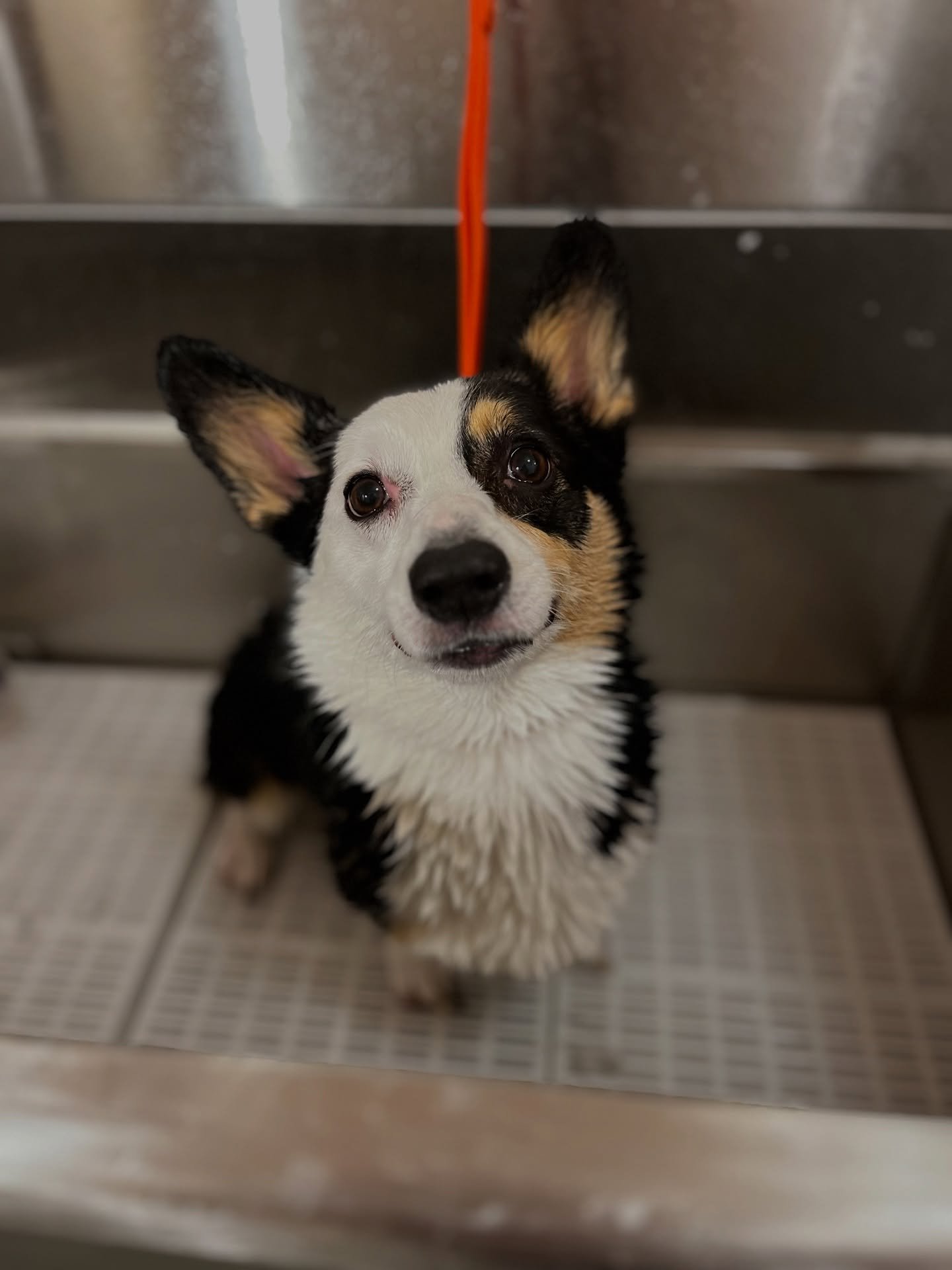 Just a bout of frisbee after this little gal&rsquo;s groom ❤️ 
#doggroomer #corgi #ict #wichitasmallbusiness #wichita
