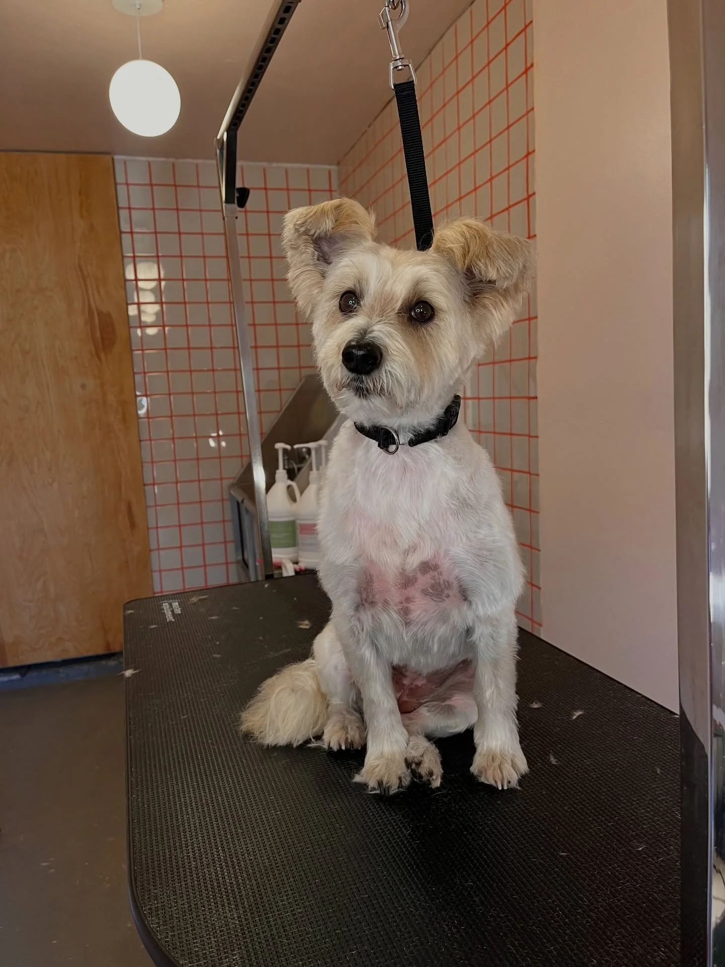 Stella ❤️🌶️ A little spicy, a lot of sweet! 

#terrier #doggroomer #wichitaks #dogsofwichitaks #oneononedoggrooming