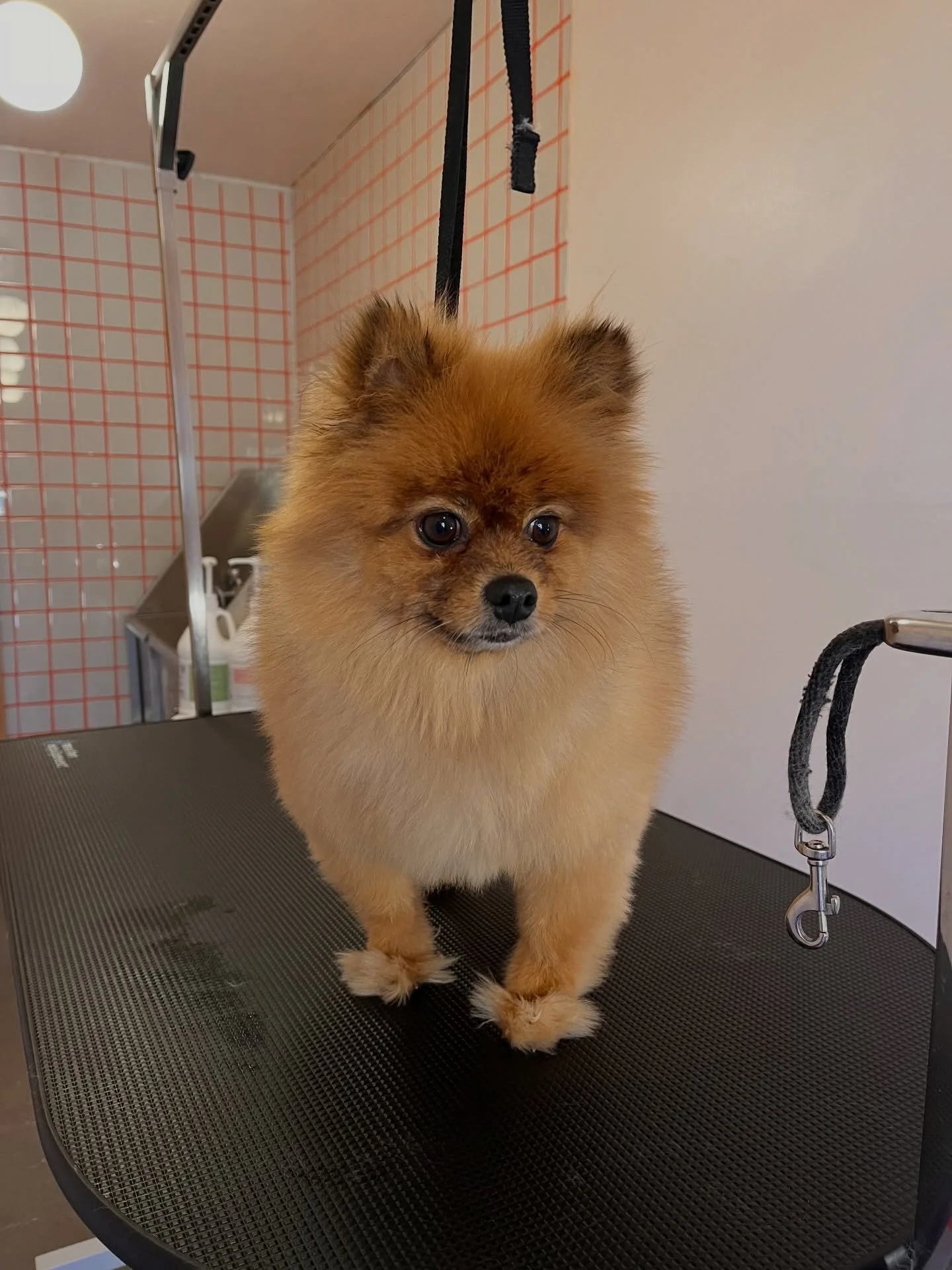 Roma &amp; her wild little grinch feet ❤️

#wichita #ict #doggroomer #homebasedgroomer #pomeranian