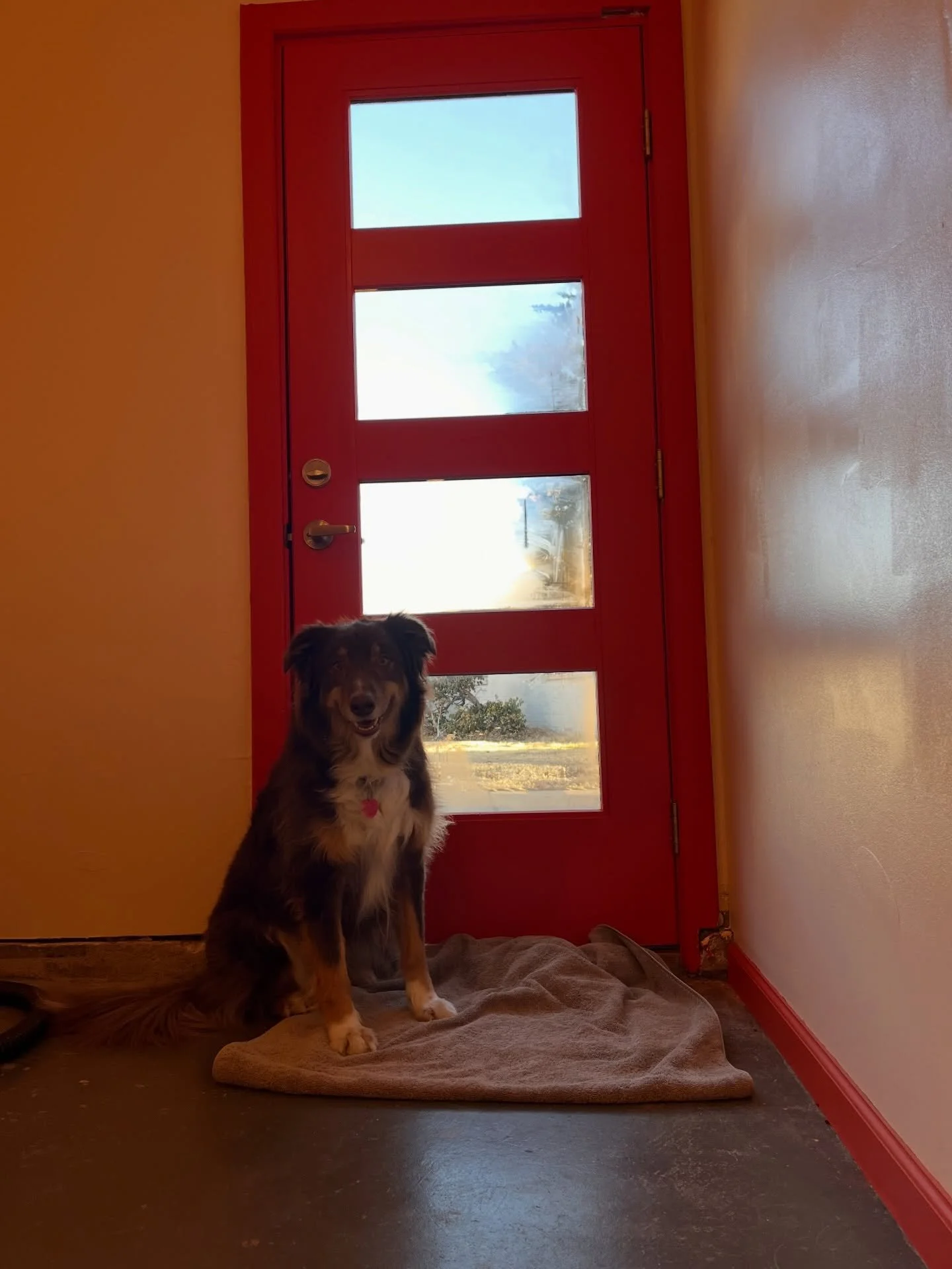 Barley &amp; Hops ❤️❤️

#doggroomer #homebaseddoggroomer #boopthesnoot #bordercollieaussiemix #wichitaks