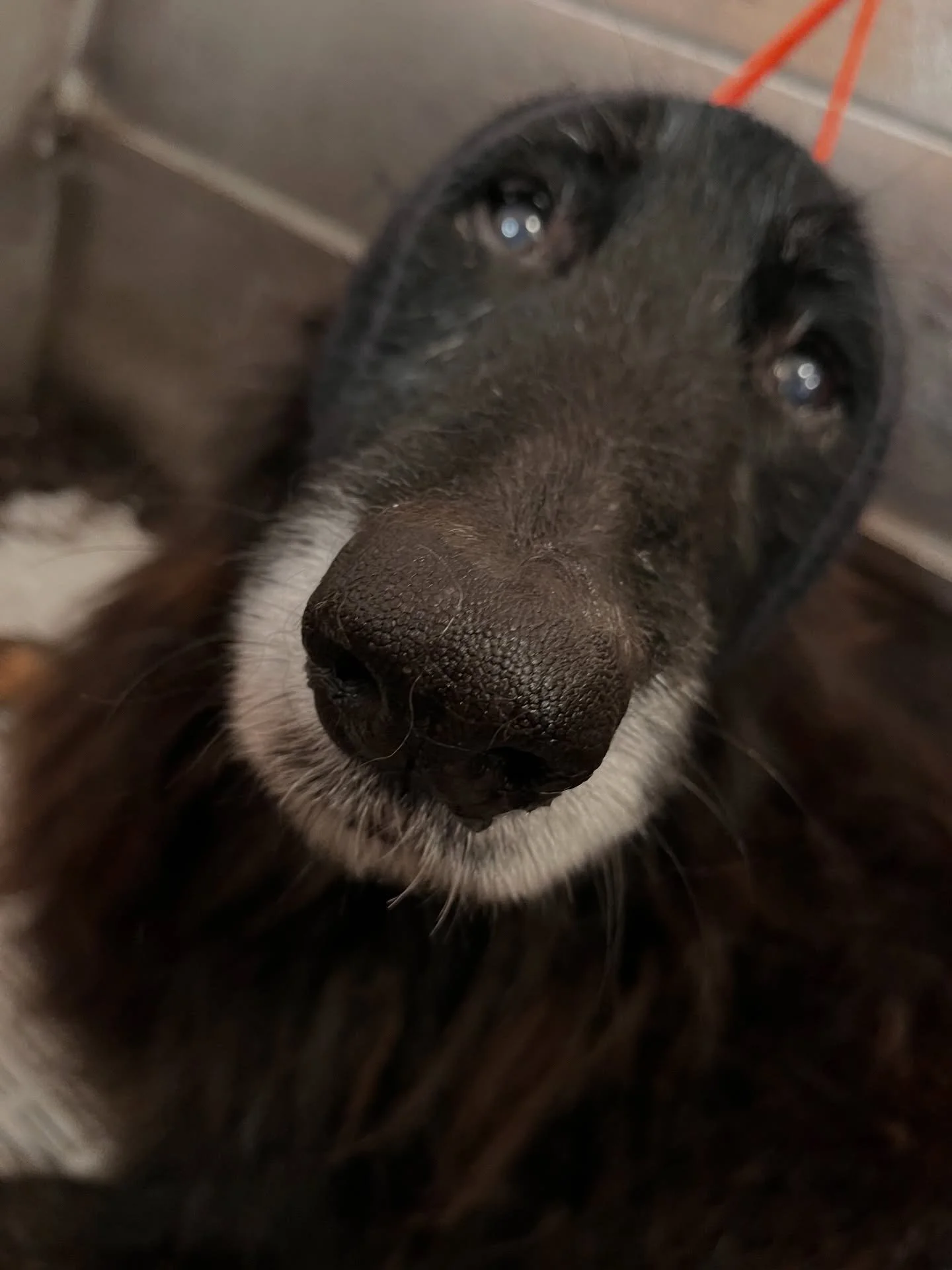 All dogs deserve to be as comfortable as possible during their grooming &amp; that&rsquo;s why I prefer to use cotton balls &amp; happy hoodies whether the dog is okay with the blow dryer or not. 
Maybe it&rsquo;s just my inability to deal with loud 