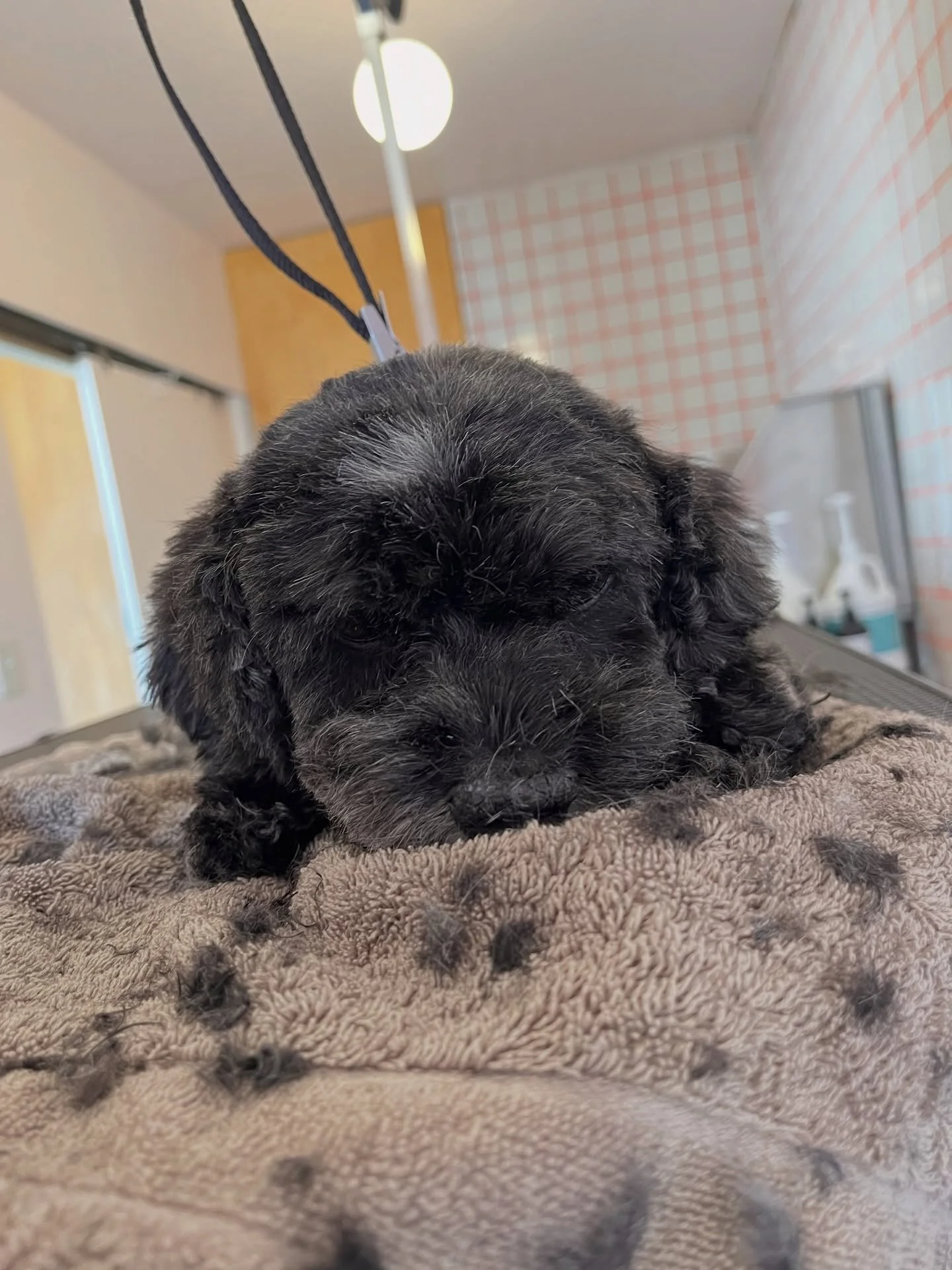 Sunny ☀️ 
16 years old calls for a lounge-y groom to keep her comfortable.
#doggroomer #wichita #cockapoo #ictwichita #oneononegrooming