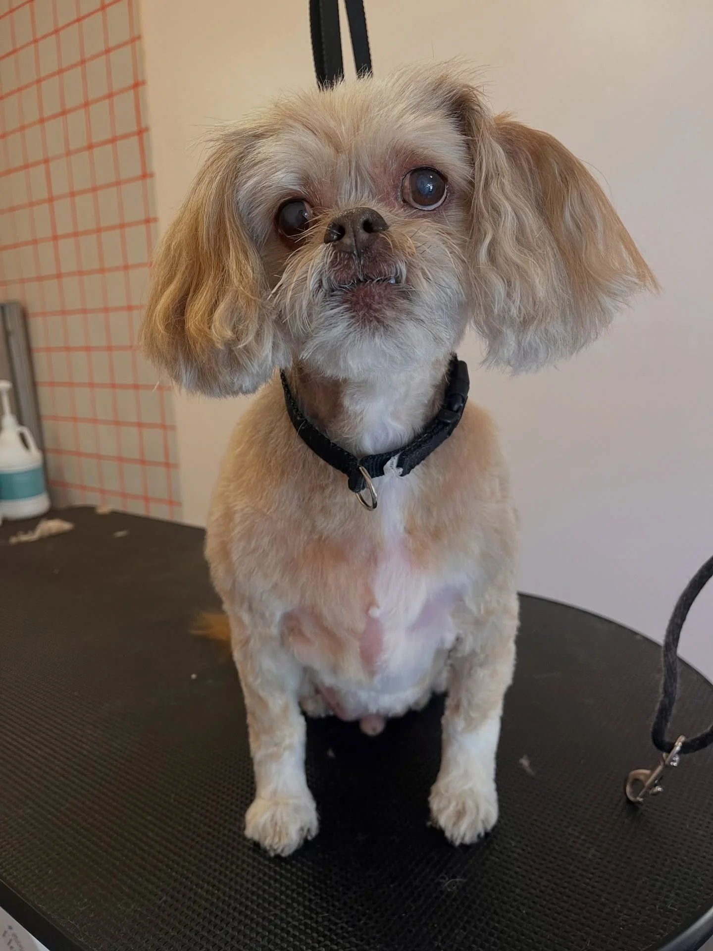 Eeyore energy ❤️
Moca 
#doggroomer #oneononegrooming #wichitaks #wichitadog #wichitadoggroomer